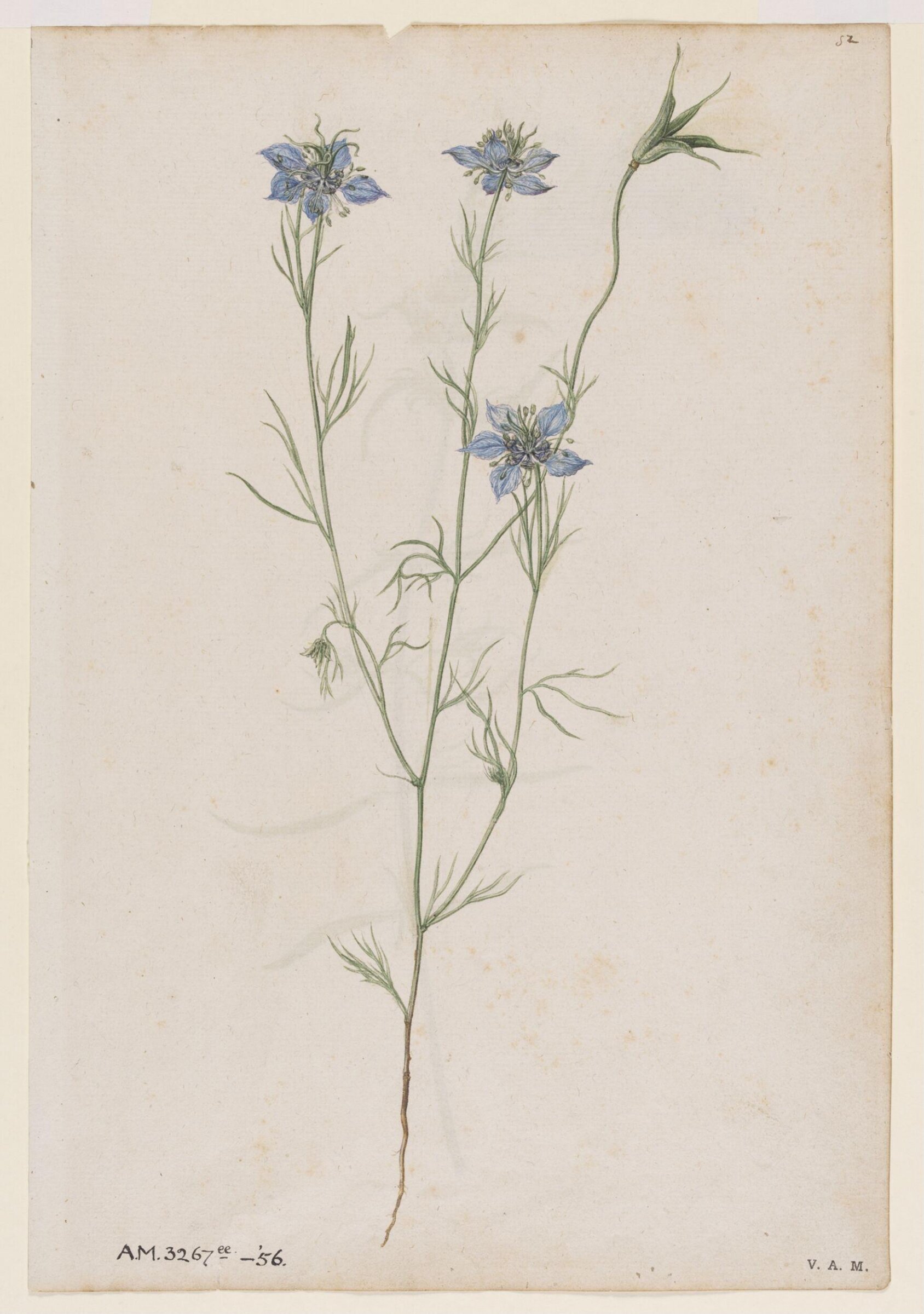 Love-in-a-mist; Field cow-wheat, Jacques Le Moyne de Morgues, ca.1560-1575