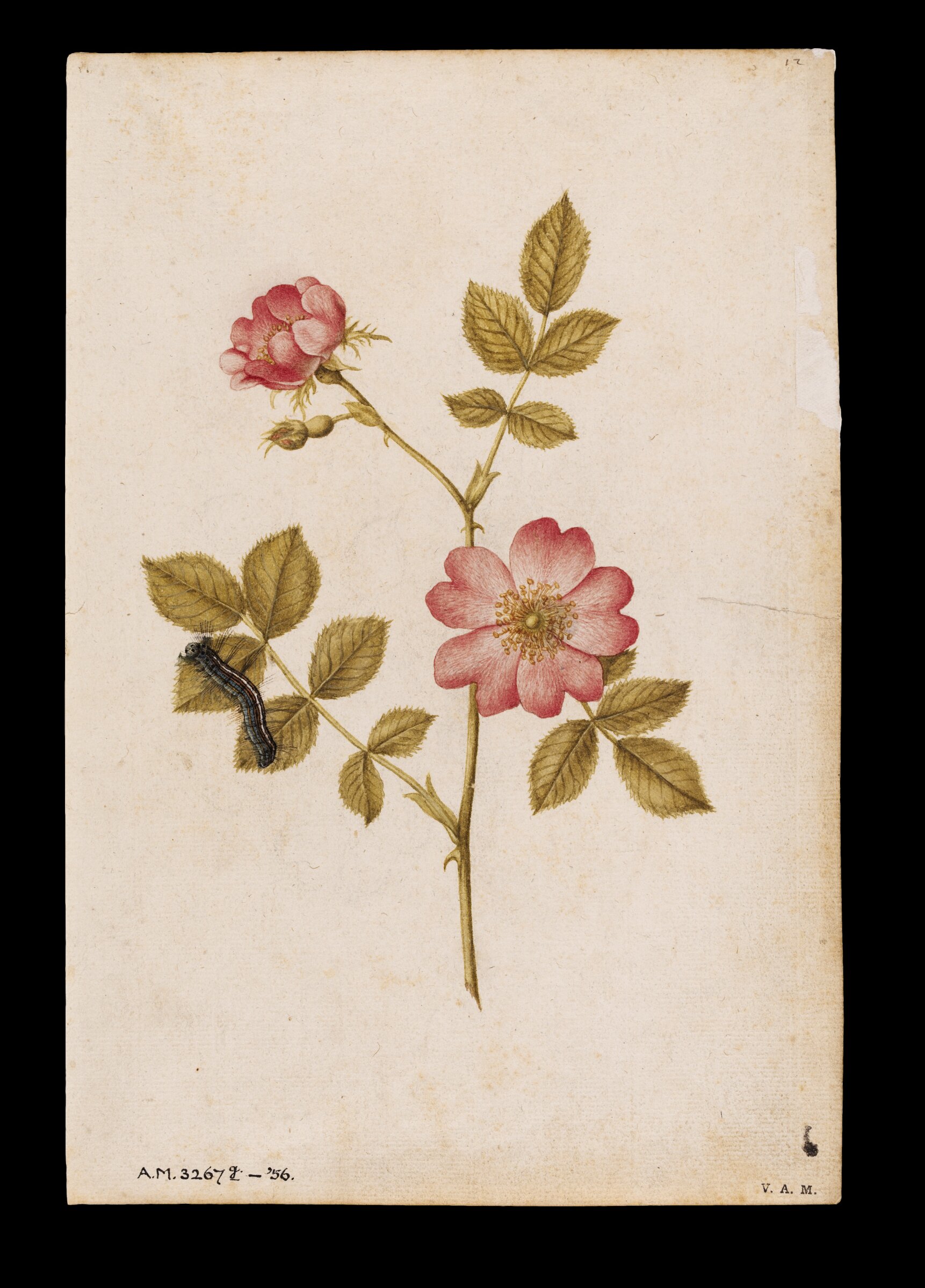 Two dog roses and a lackey moth caterpillar, Jacques Le Moyne de Morgues, ca.1560-1575