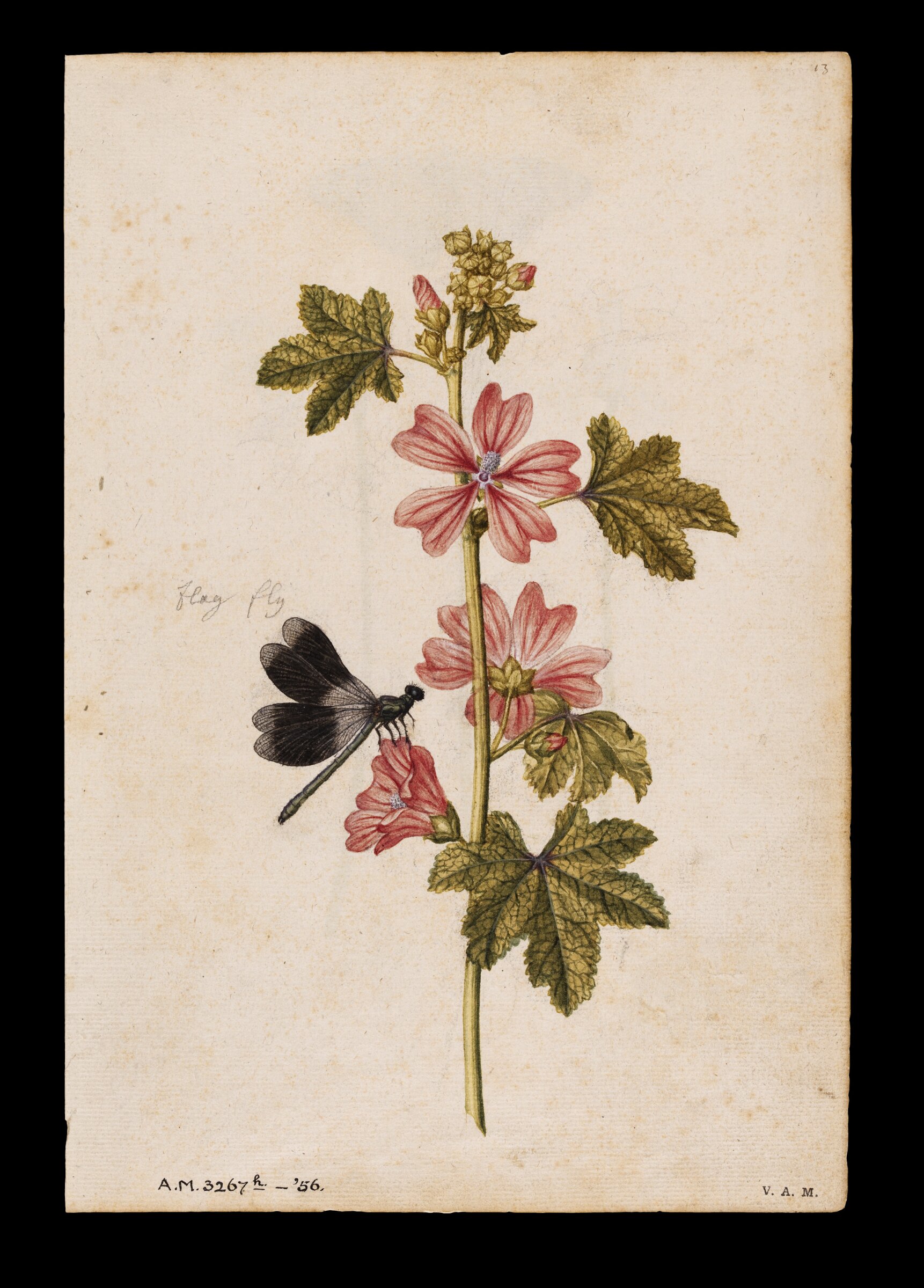 A common mallow and a damselfly; a snowdrop and a lady butterfly, Jacques Le Moyne de Morgues, ca.1560-1575