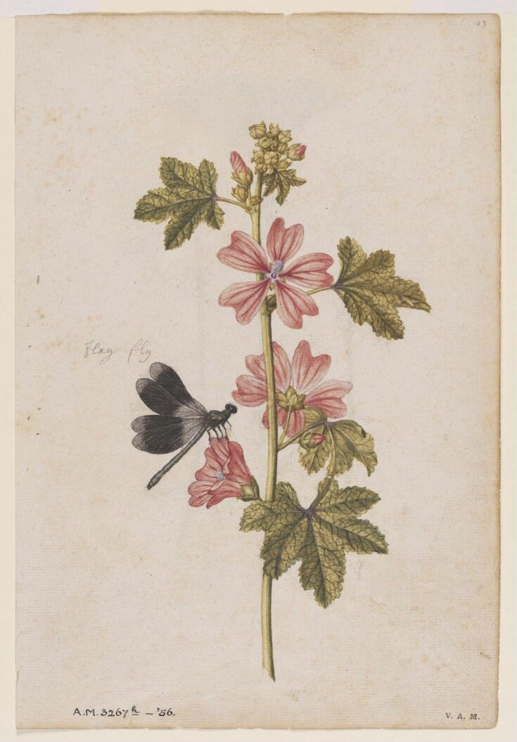 A common mallow and a damselfly; a snowdrop and a lady butterfly top image