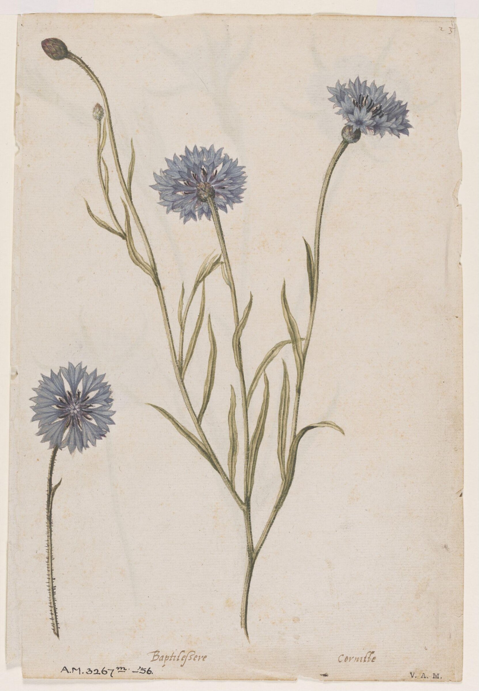 Cornflower; Corn cockle, Jacques Le Moyne de Morgues, ca.1560-1575