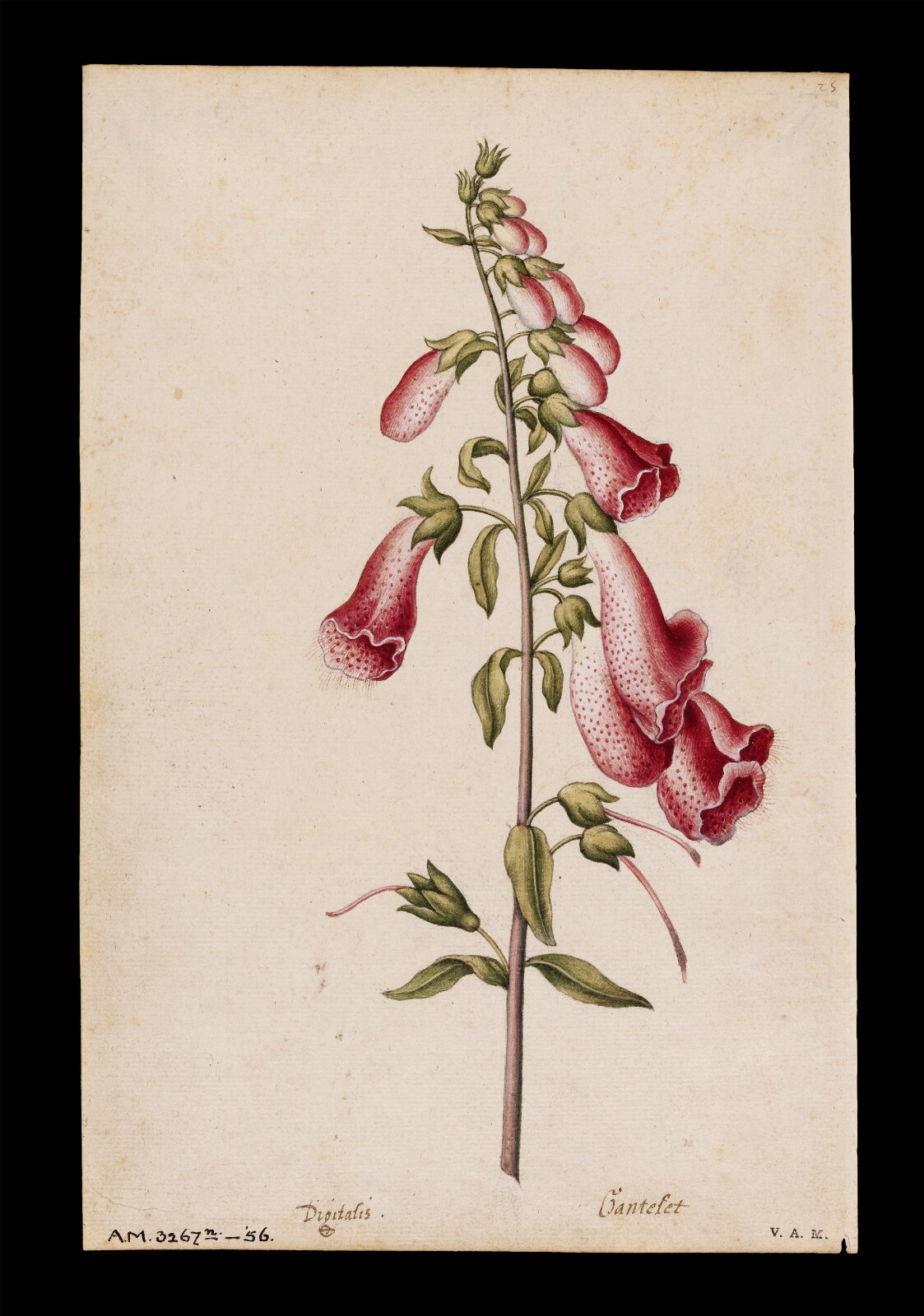 Foxglove, Jacques Le Moyne de Morgues, ca.1560-1575