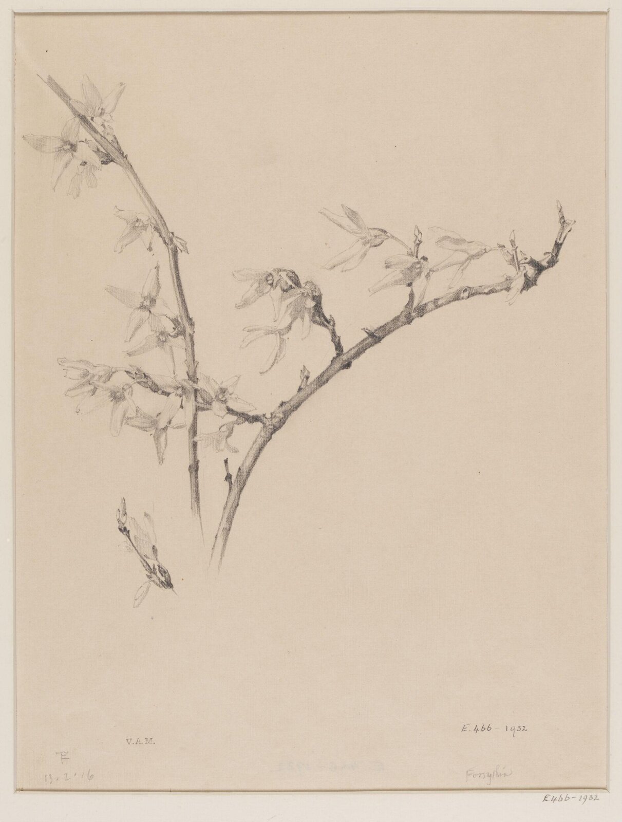 Forsythia, Edward Ingram Taylor, 13.2.1916