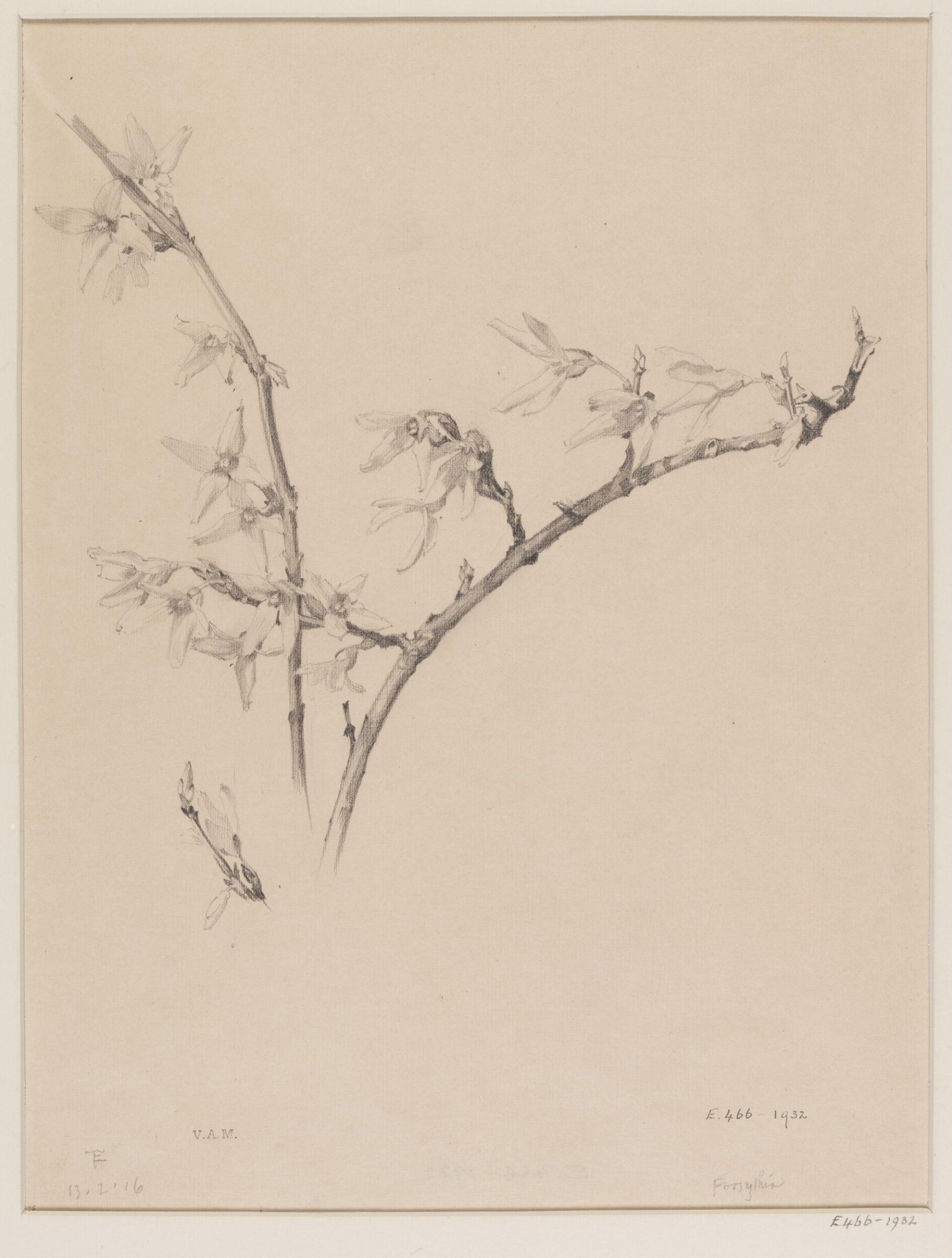 Forsythia, Edward Ingram Taylor, 13.2.1916