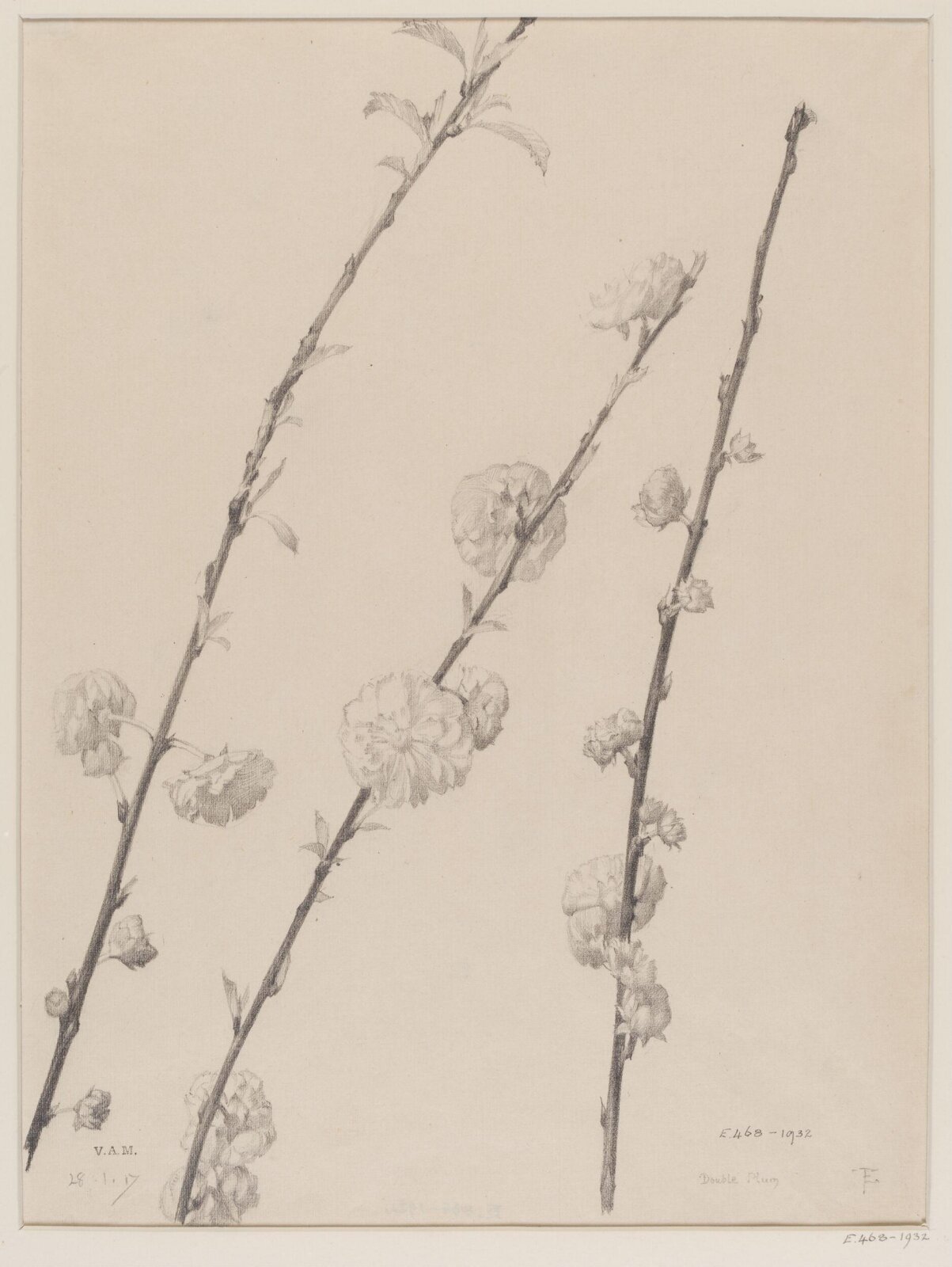 Double Plum, Edward Ingram Taylor, 28.1.1917