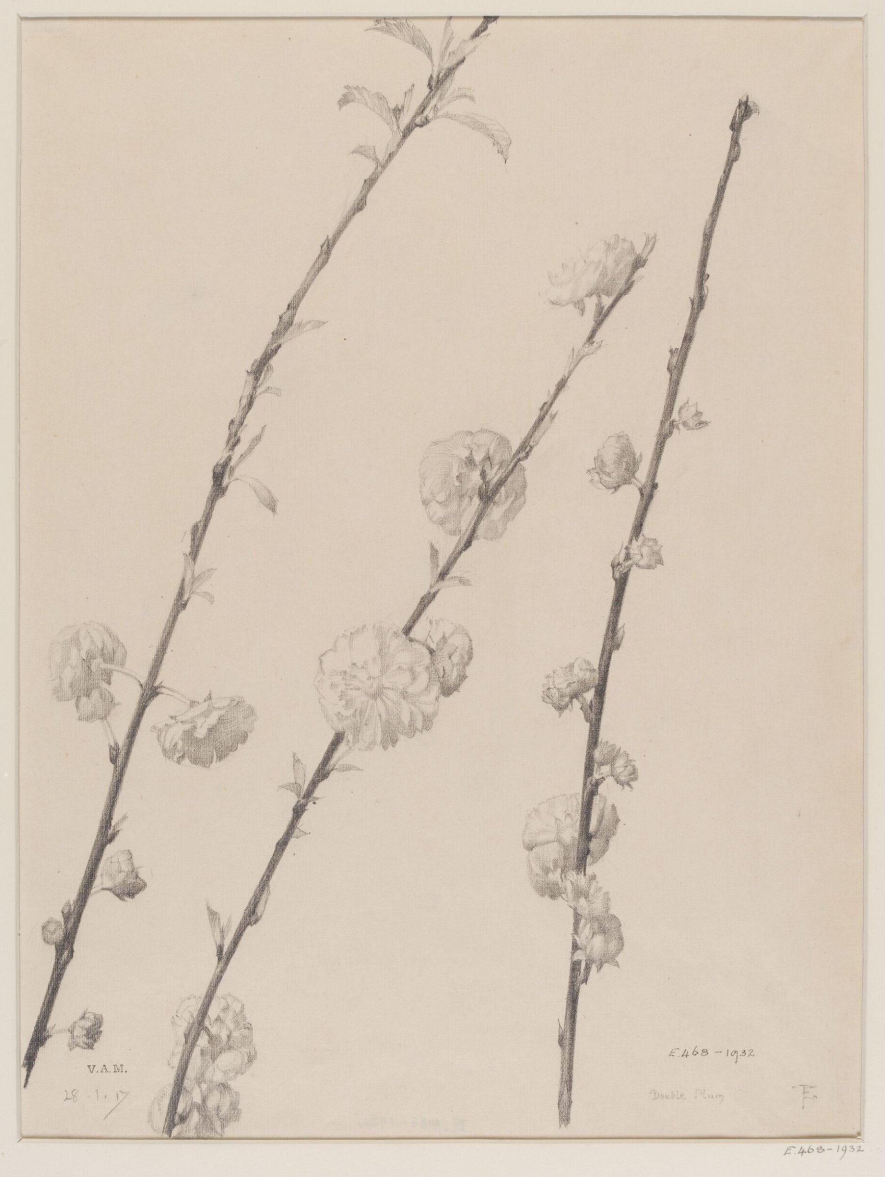 Double Plum, Edward Ingram Taylor, 28.1.1917