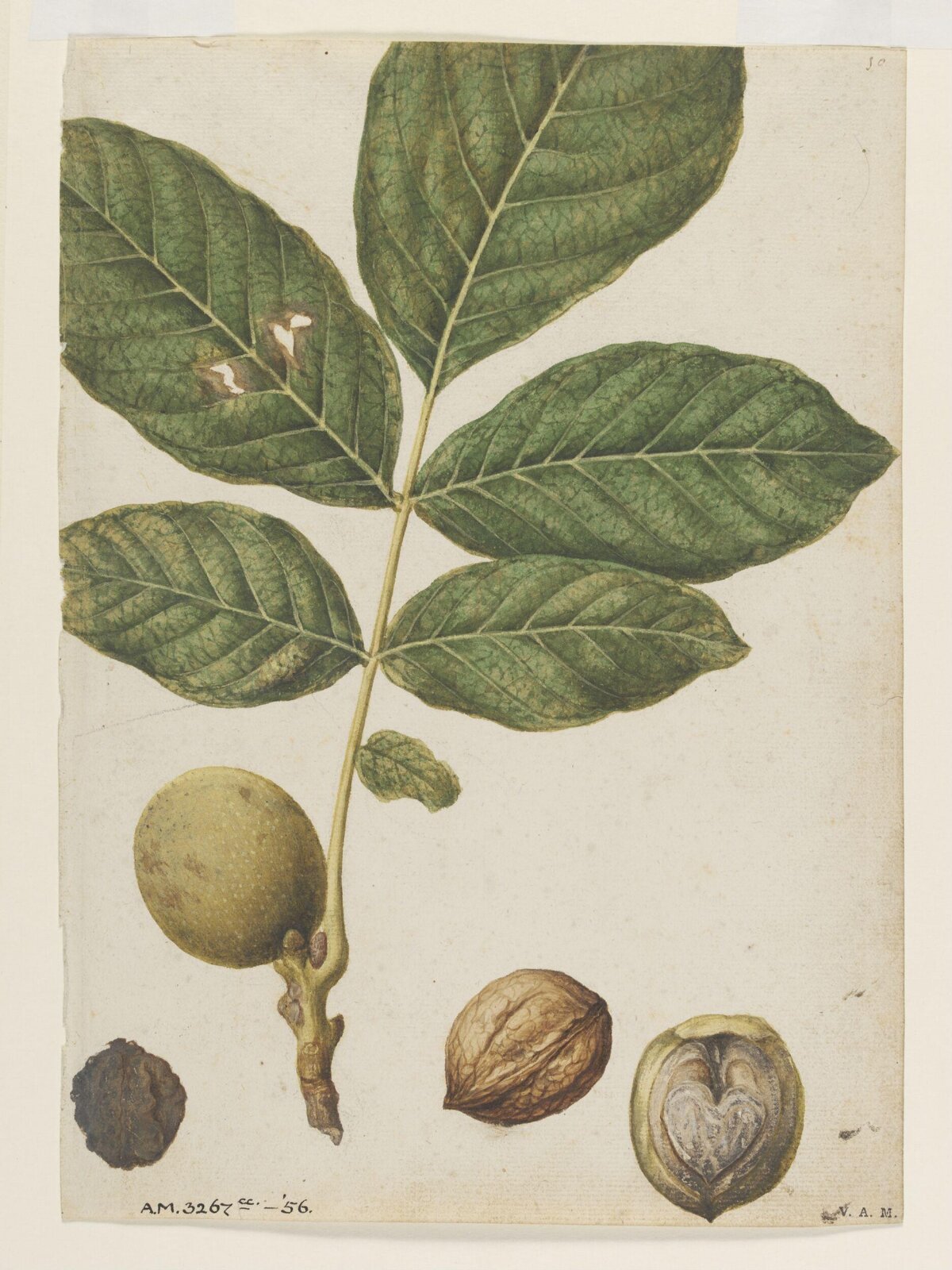 Walnuts, Jacques Le Moyne de Morgues, ca.1560-1575