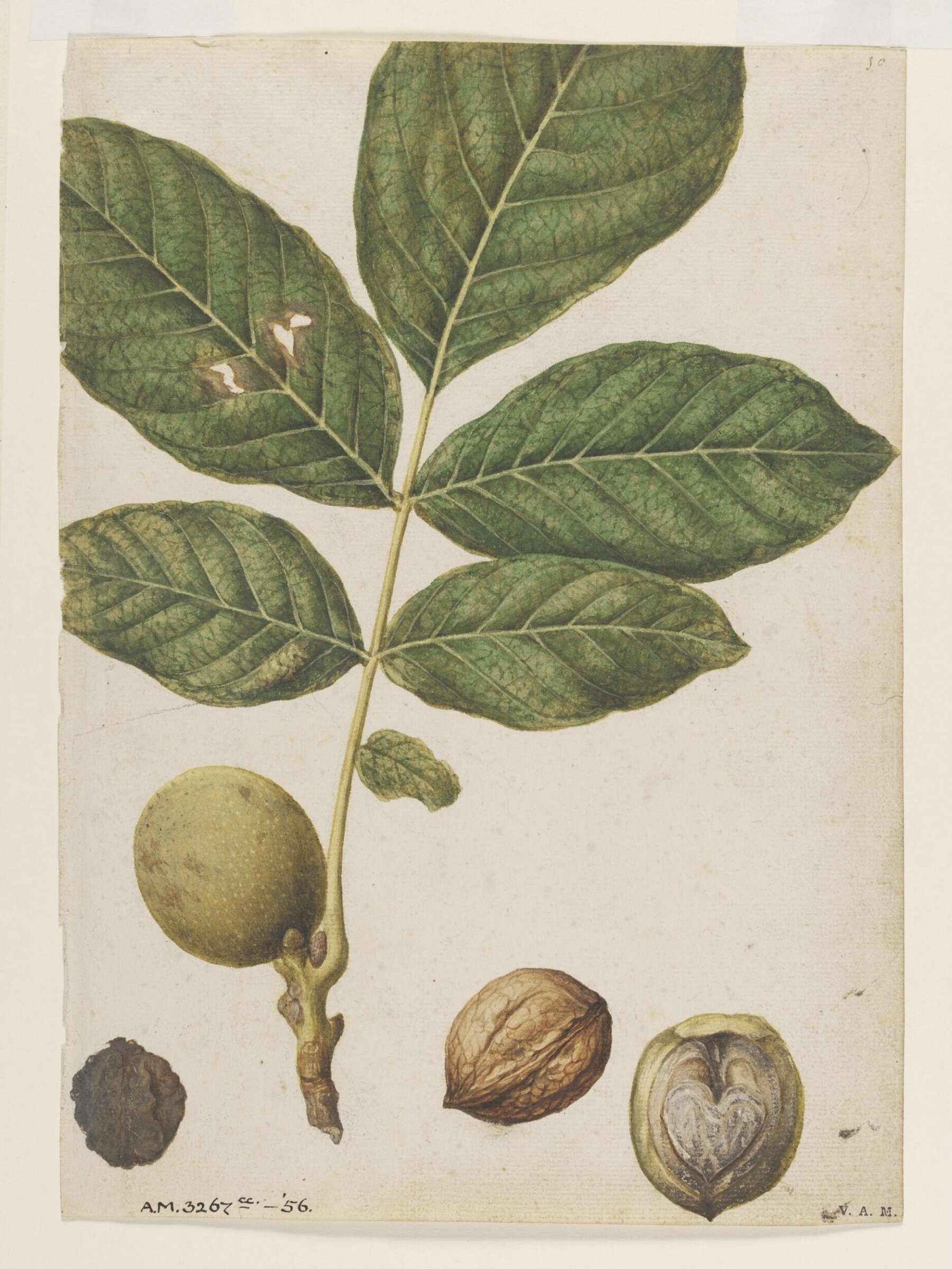 Walnuts, Jacques Le Moyne de Morgues, ca.1560-1575