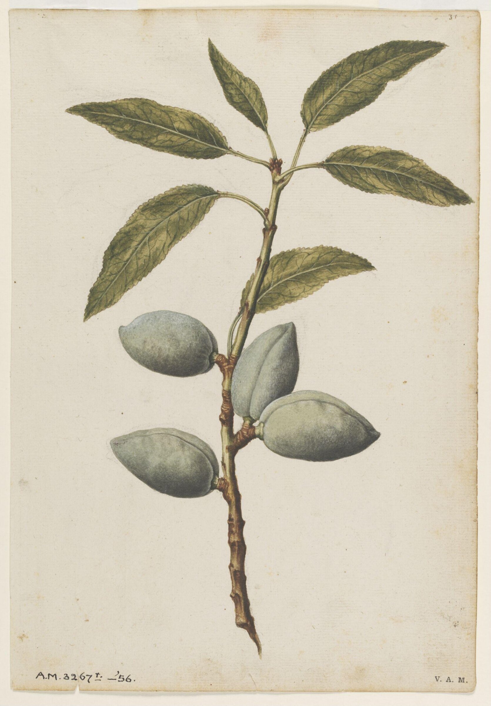 Almond plant, Jacques Le Moyne de Morgues, ca.1560-1575