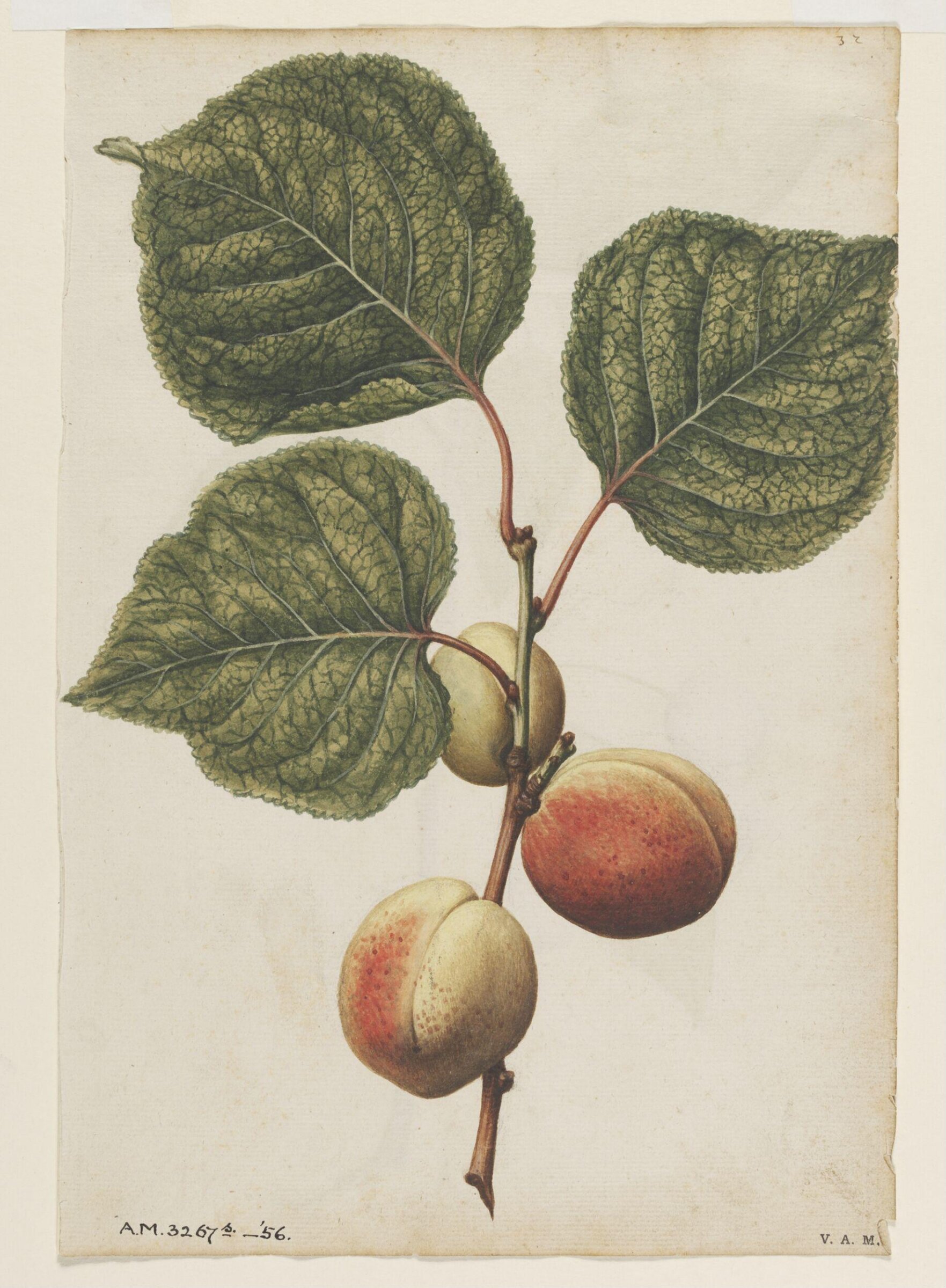 Apricots; Cherries, Jacques Le Moyne de Morgues, ca.1560-1575