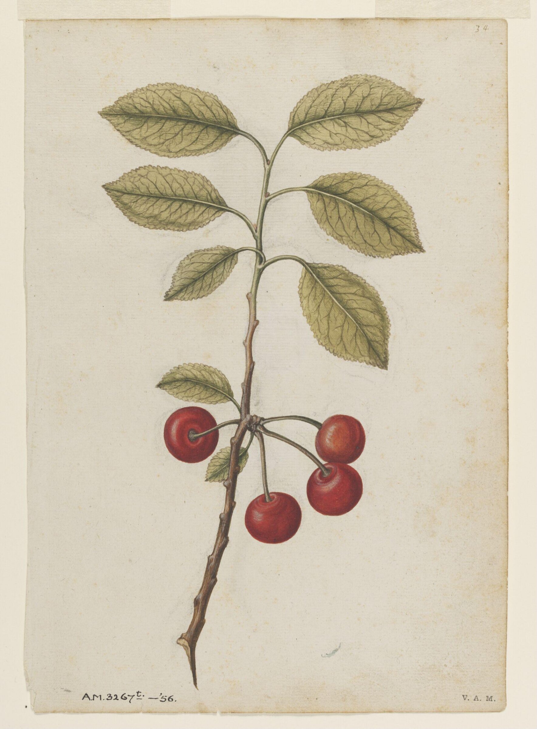Cherry; Bullace (wild plum), Jacques Le Moyne de Morgues, ca.1560-1575