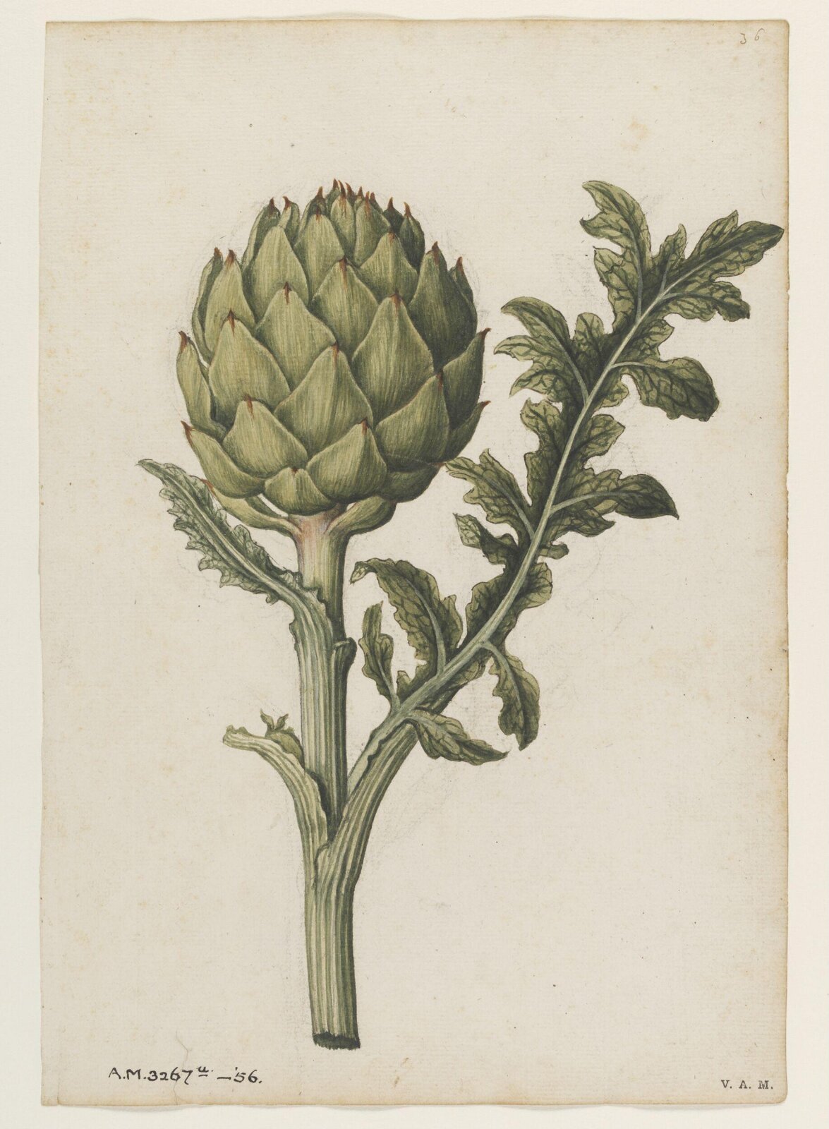Globe artichoke, Jacques Le Moyne de Morgues, ca. 1575