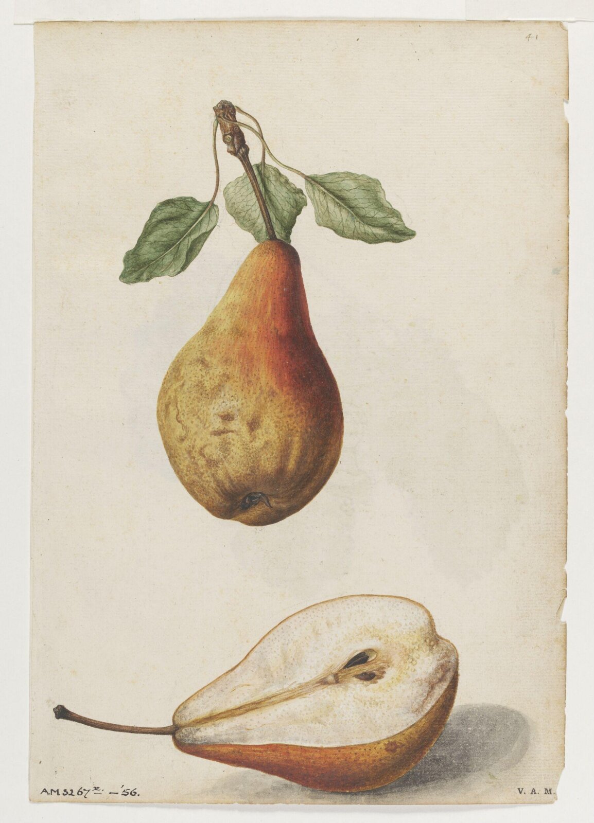 Pear; Grape vine, Jacques Le Moyne de Morgues, ca.1560-1575