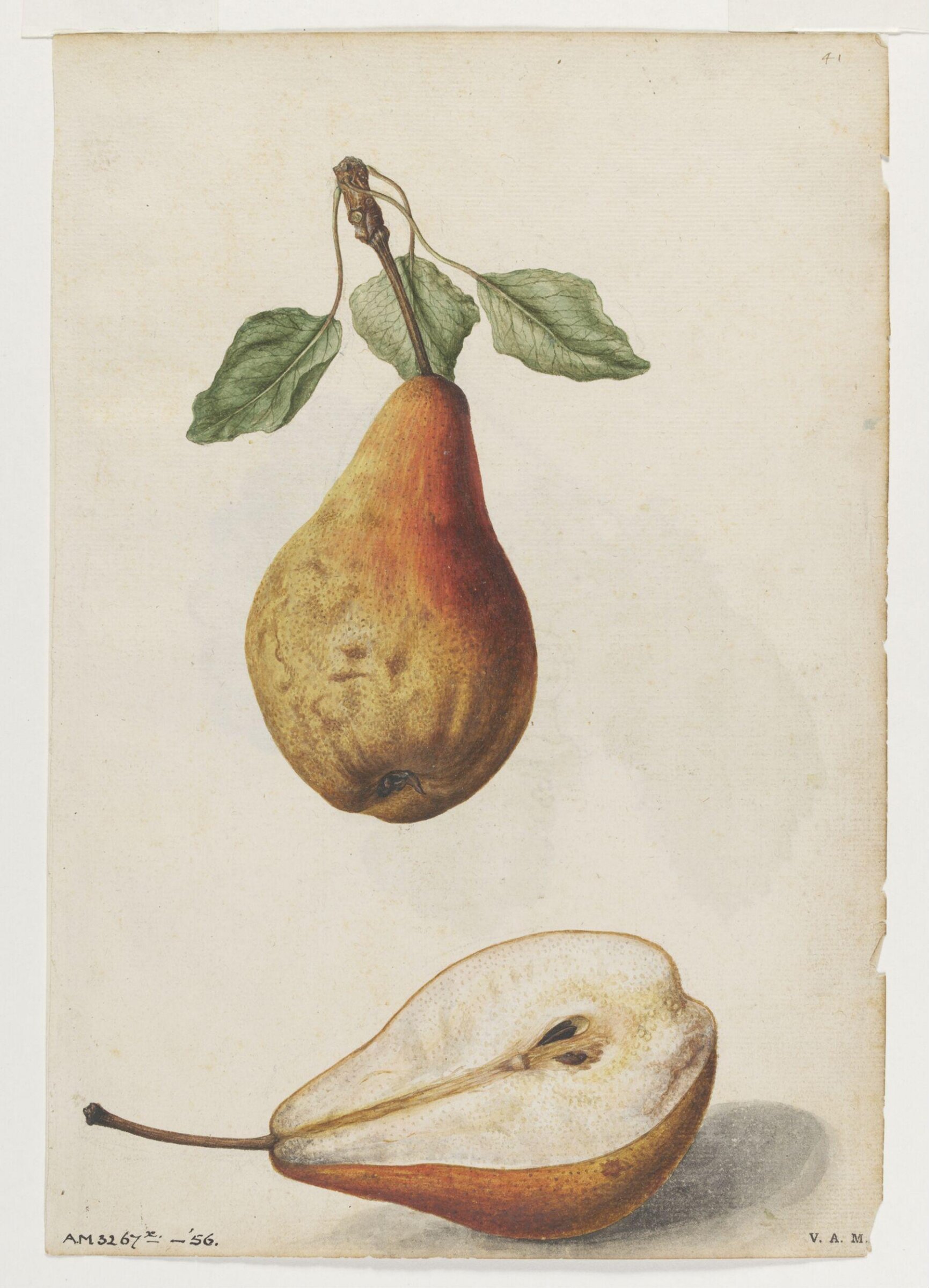 Pear; Grape vine, Jacques Le Moyne de Morgues, ca.1560-1575