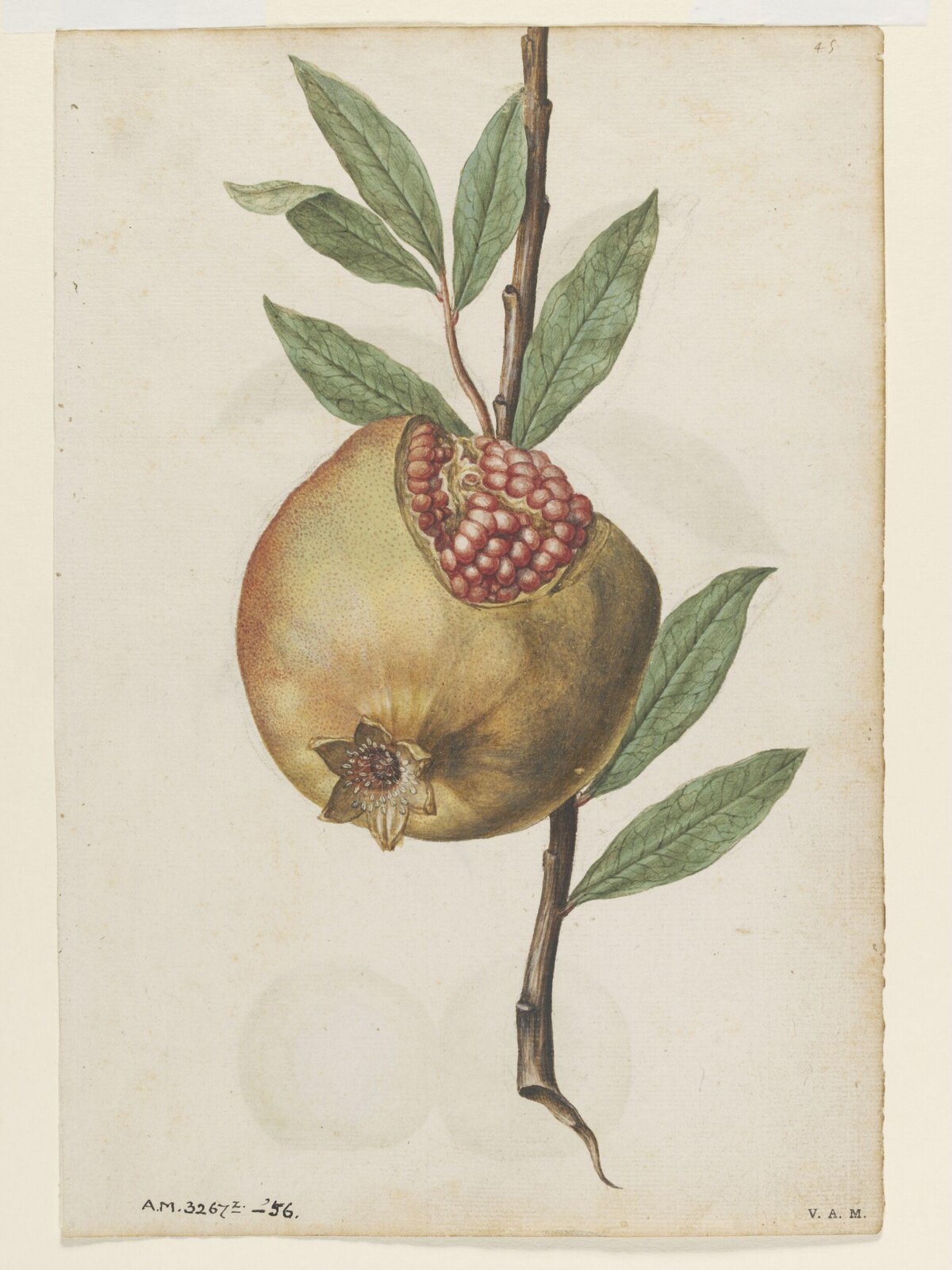Pomegranate; Peach, Jacques Le Moyne de Morgues, ca.1560-1575