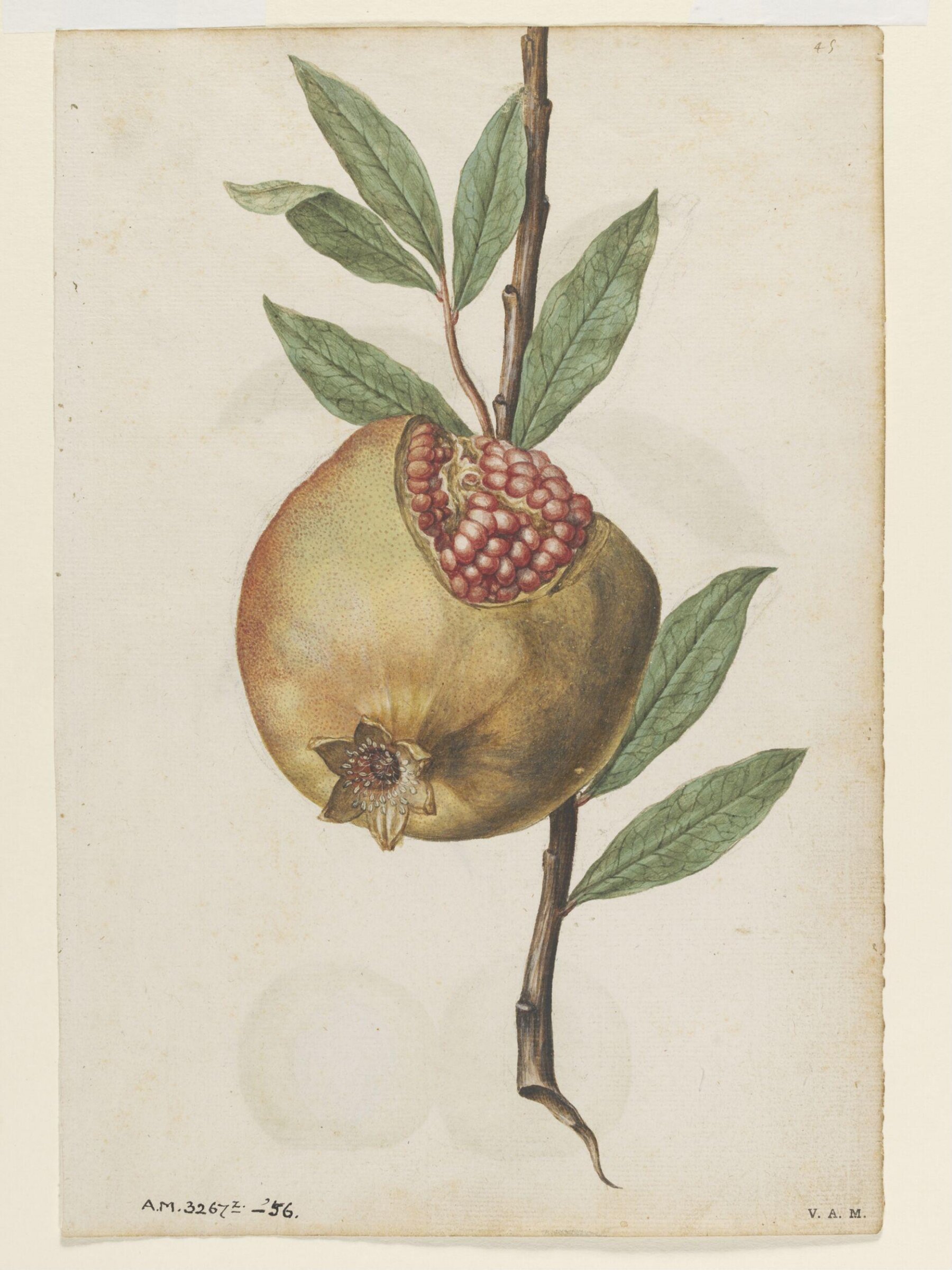 Pomegranate; Peach, Jacques Le Moyne de Morgues, ca.1560-1575