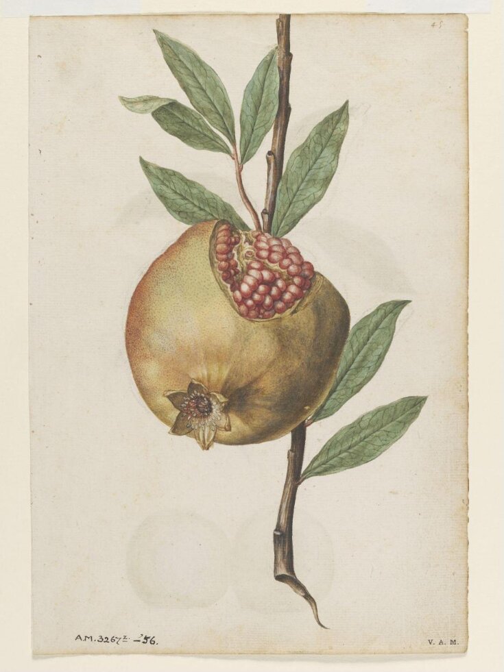 Pomegranate; Peach top image
