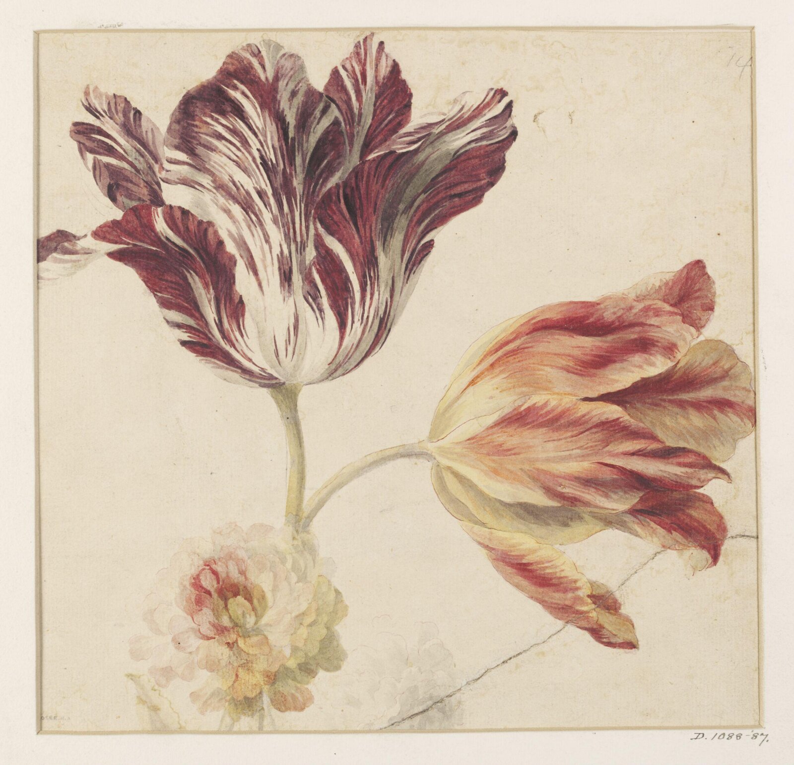 Tulips, Mary Moser, ca. 1764-1819