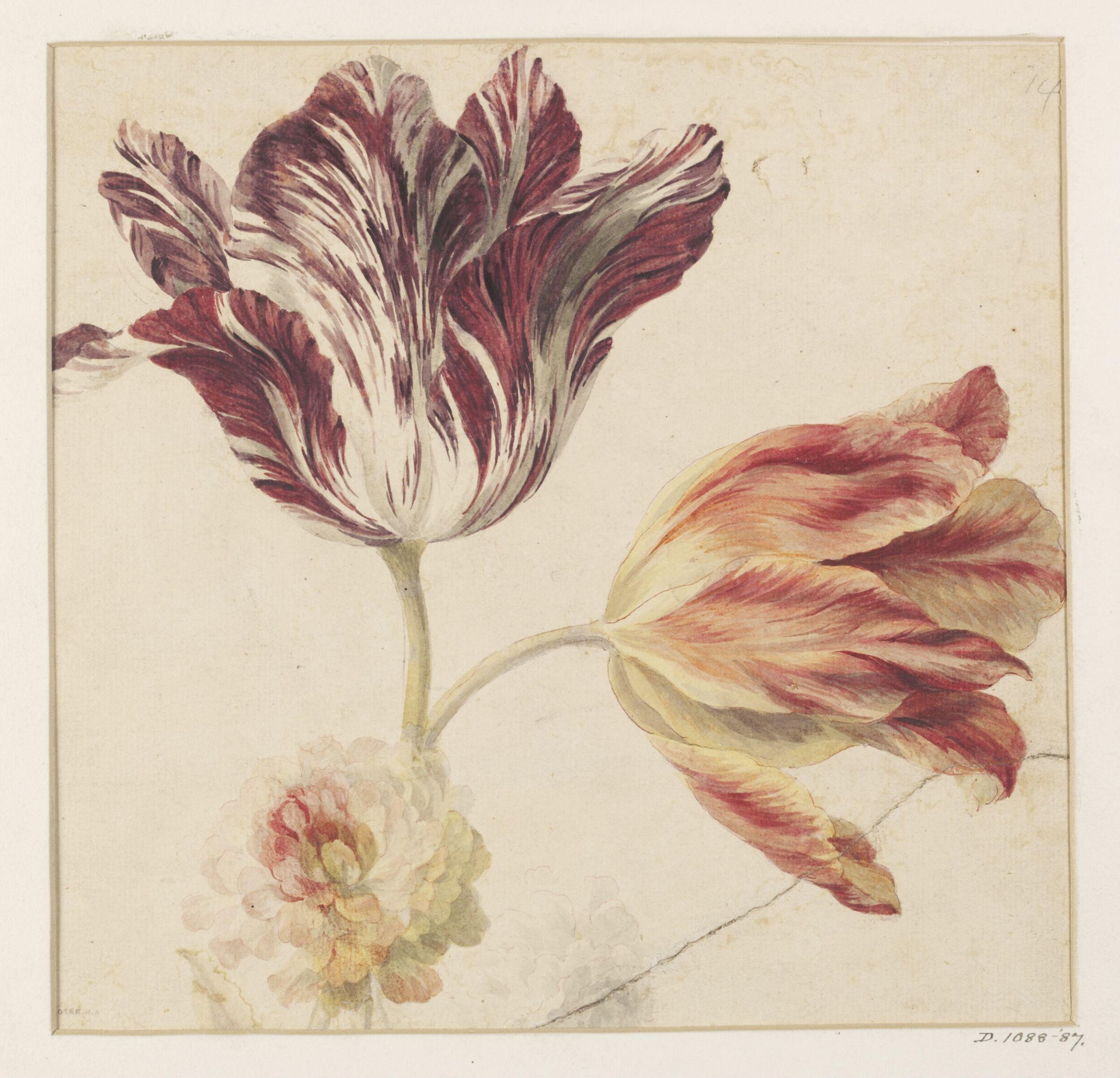 Tulips, Mary Moser, ca. 1764-1819