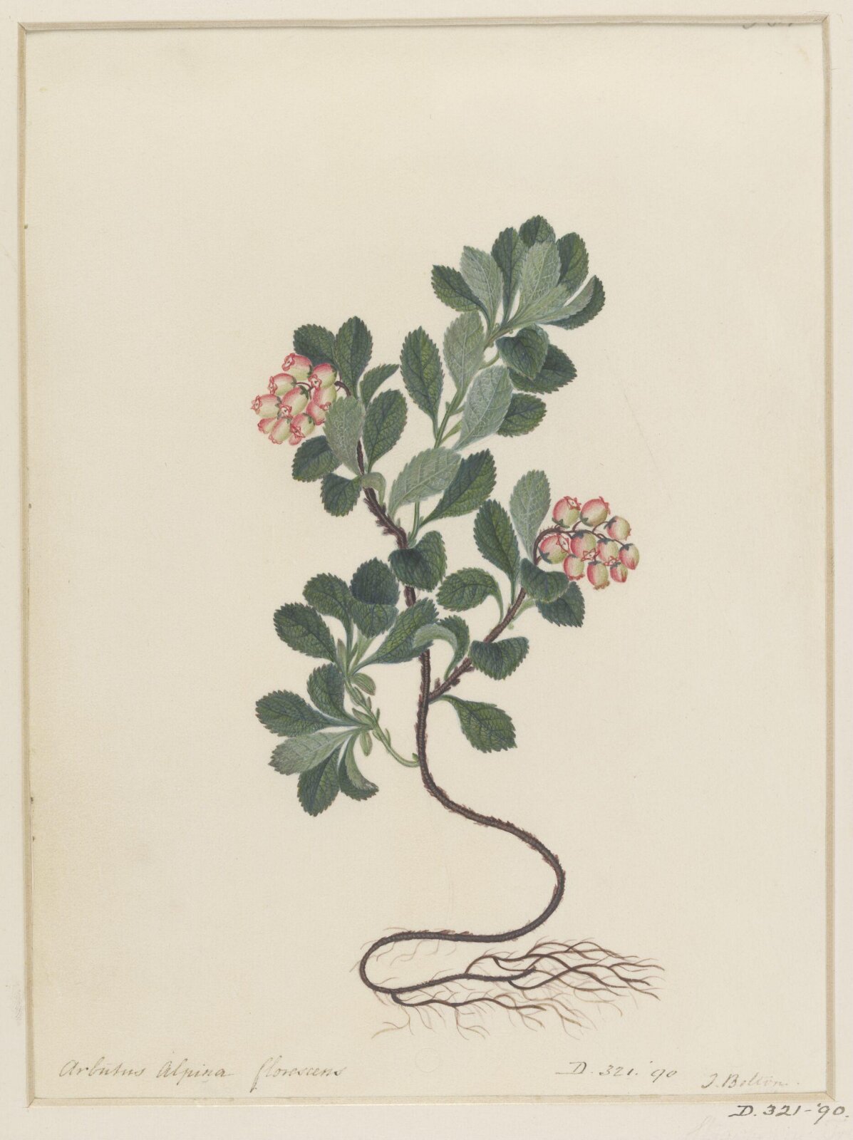 Drawing, James Bolton, 1735-1799