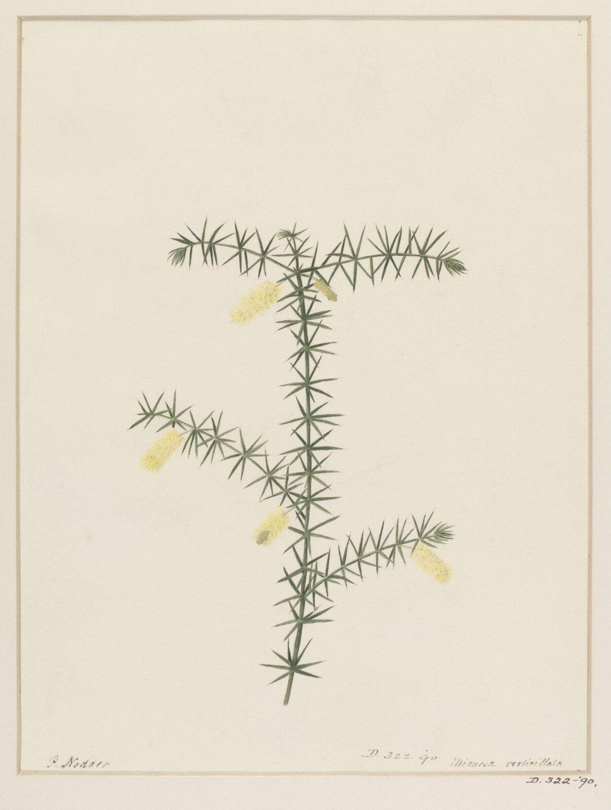 Drawing, Richard Polydore Nodder