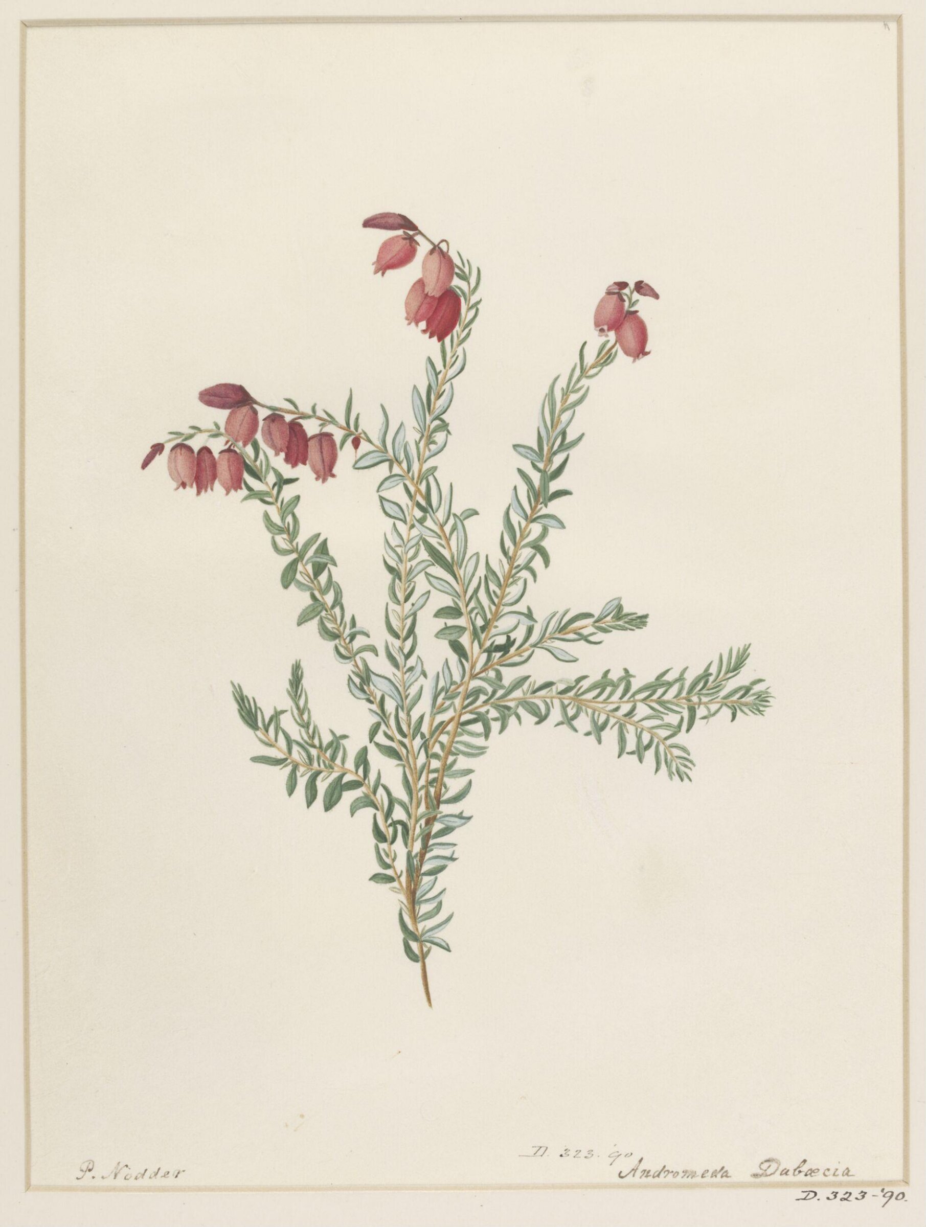 Drawing, Richard Polydore Nodder