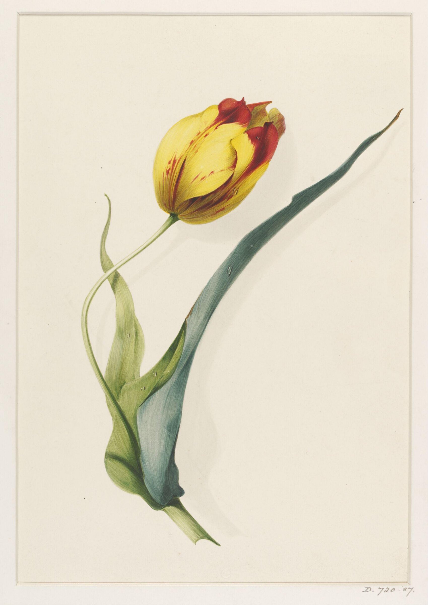Drawing, Thomas Holland, 19th century