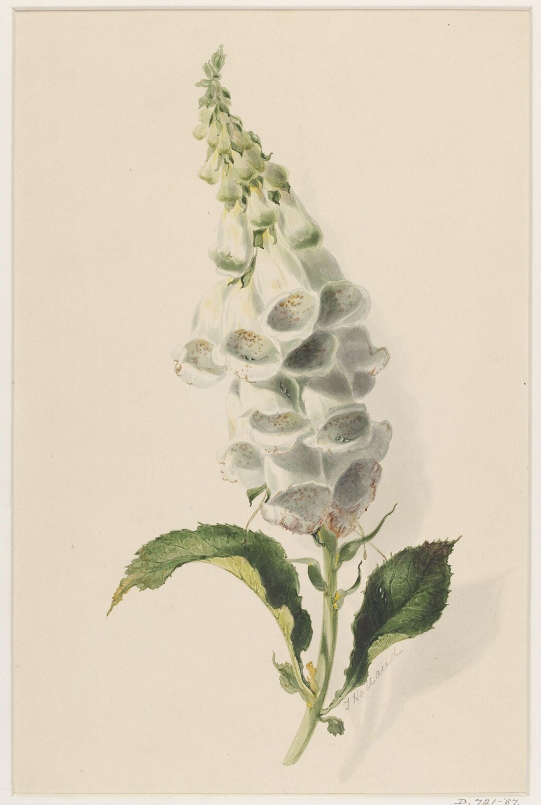 Drawing, Thomas Holland, 19th century