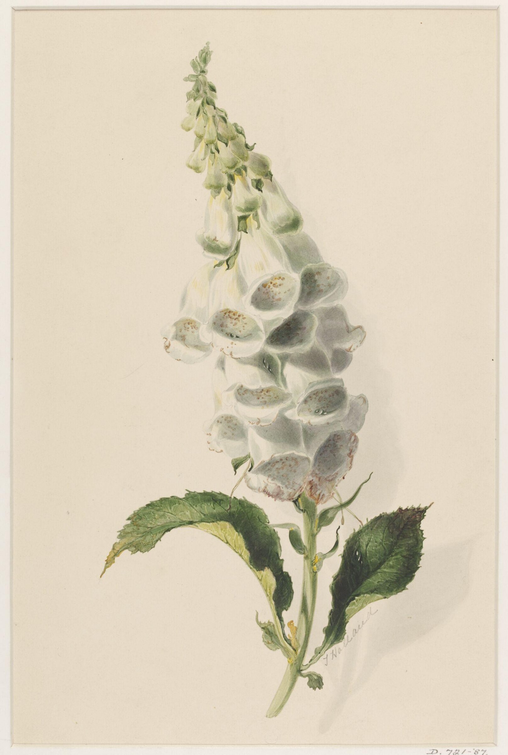 Drawing, Thomas Holland, 19th century
