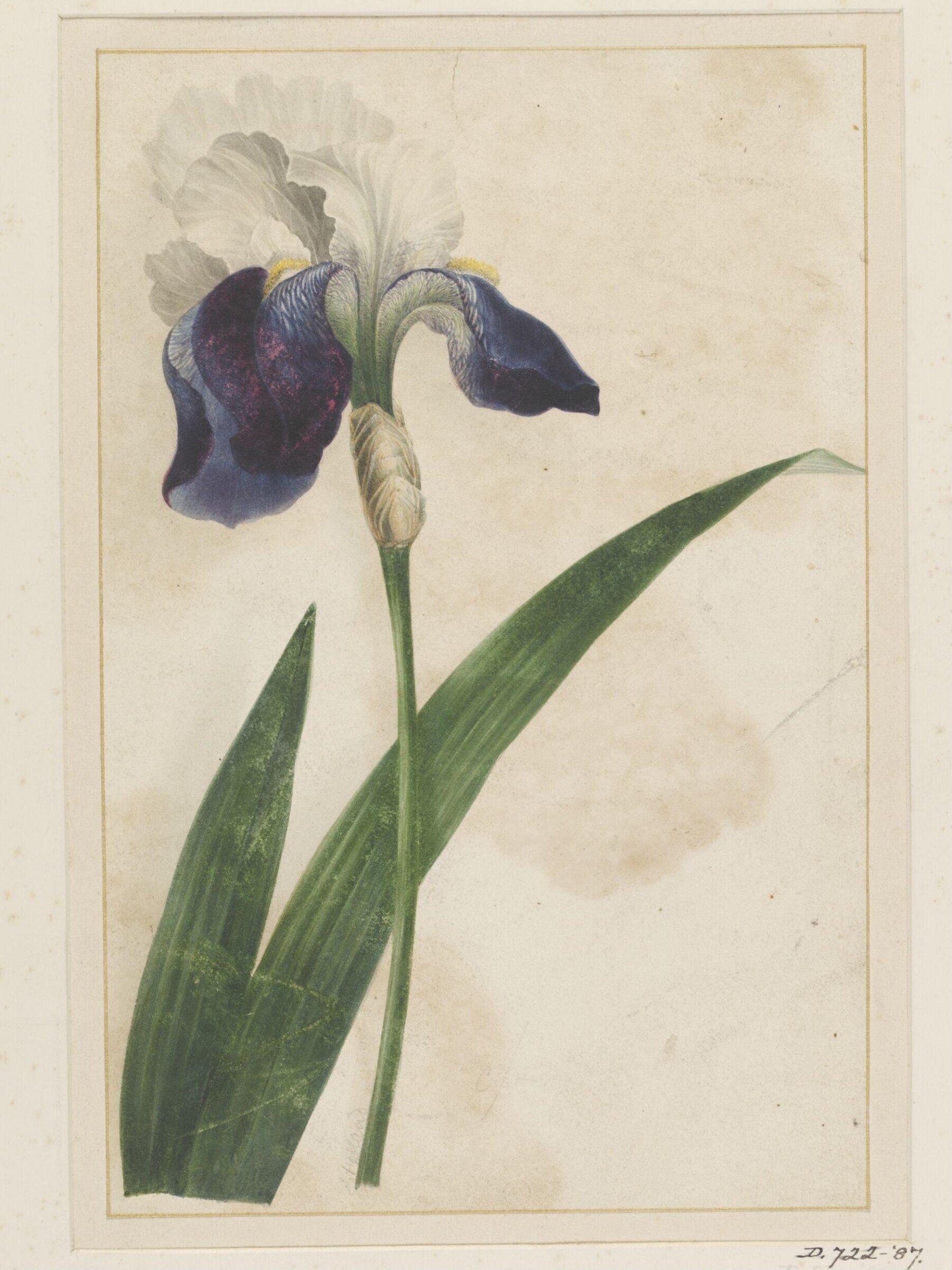 Drawing, Thomas Holland, 19th century