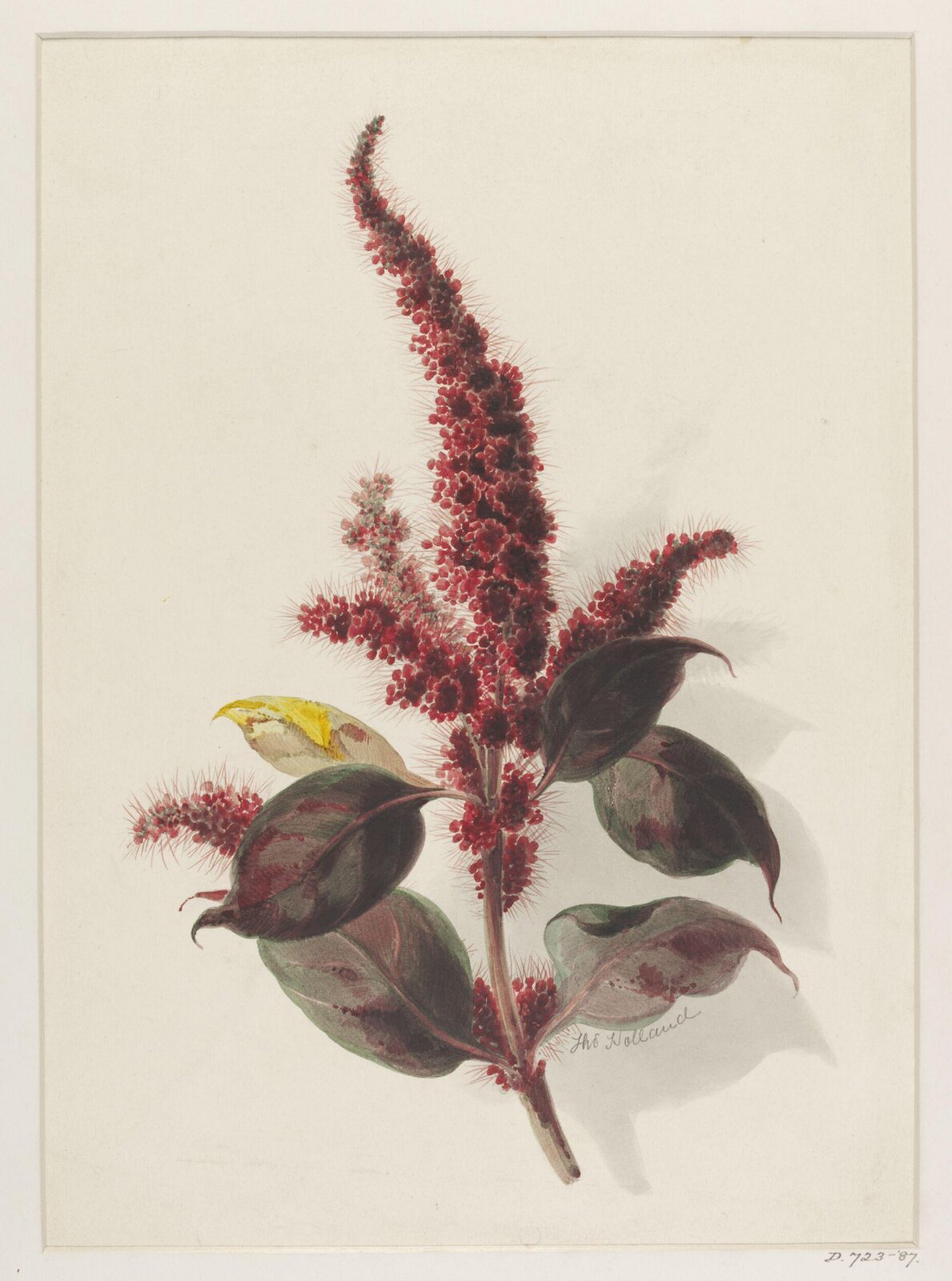 Drawing, Thomas Holland, 19th century