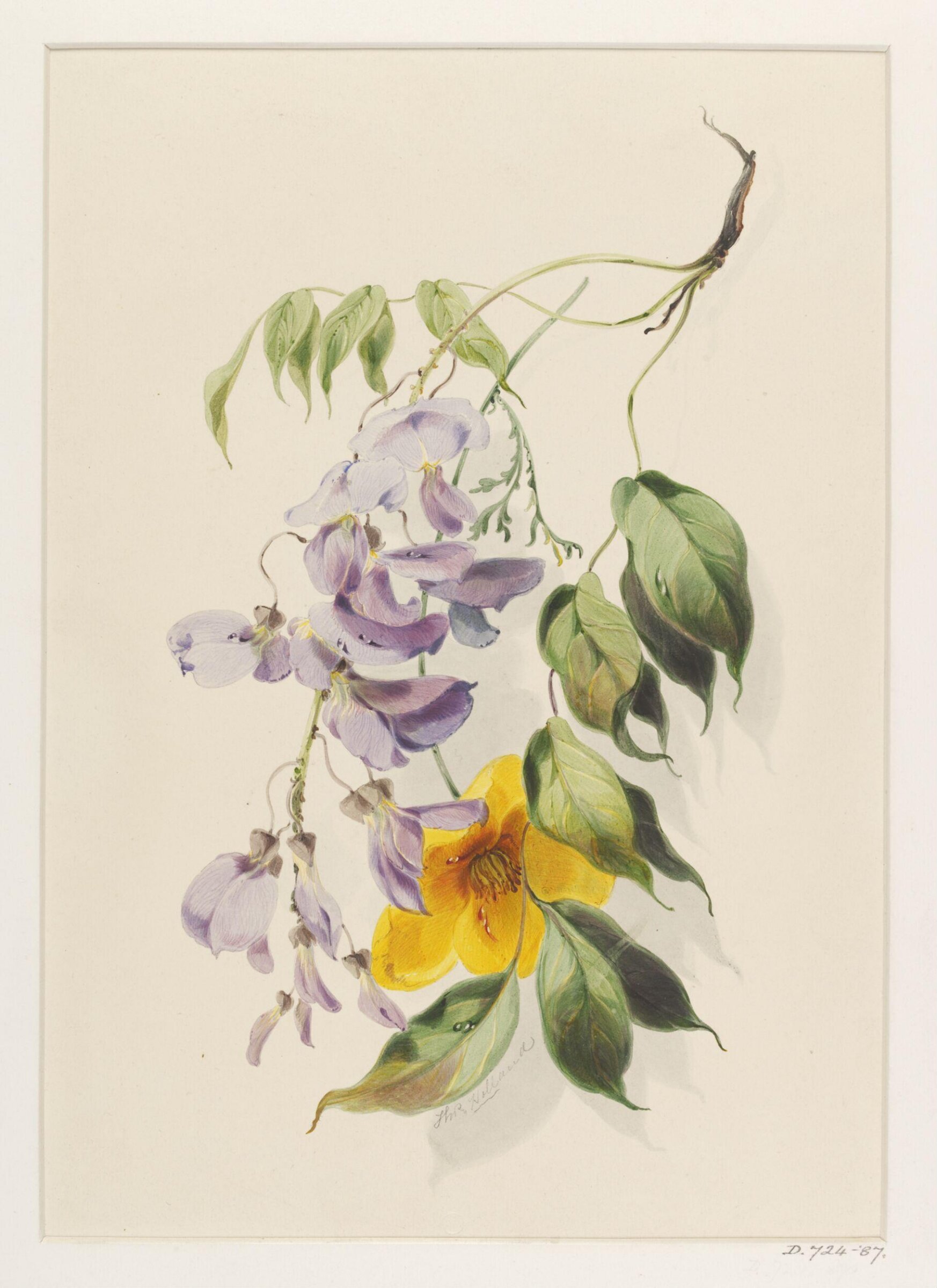Drawing, Thomas Holland, 19th century