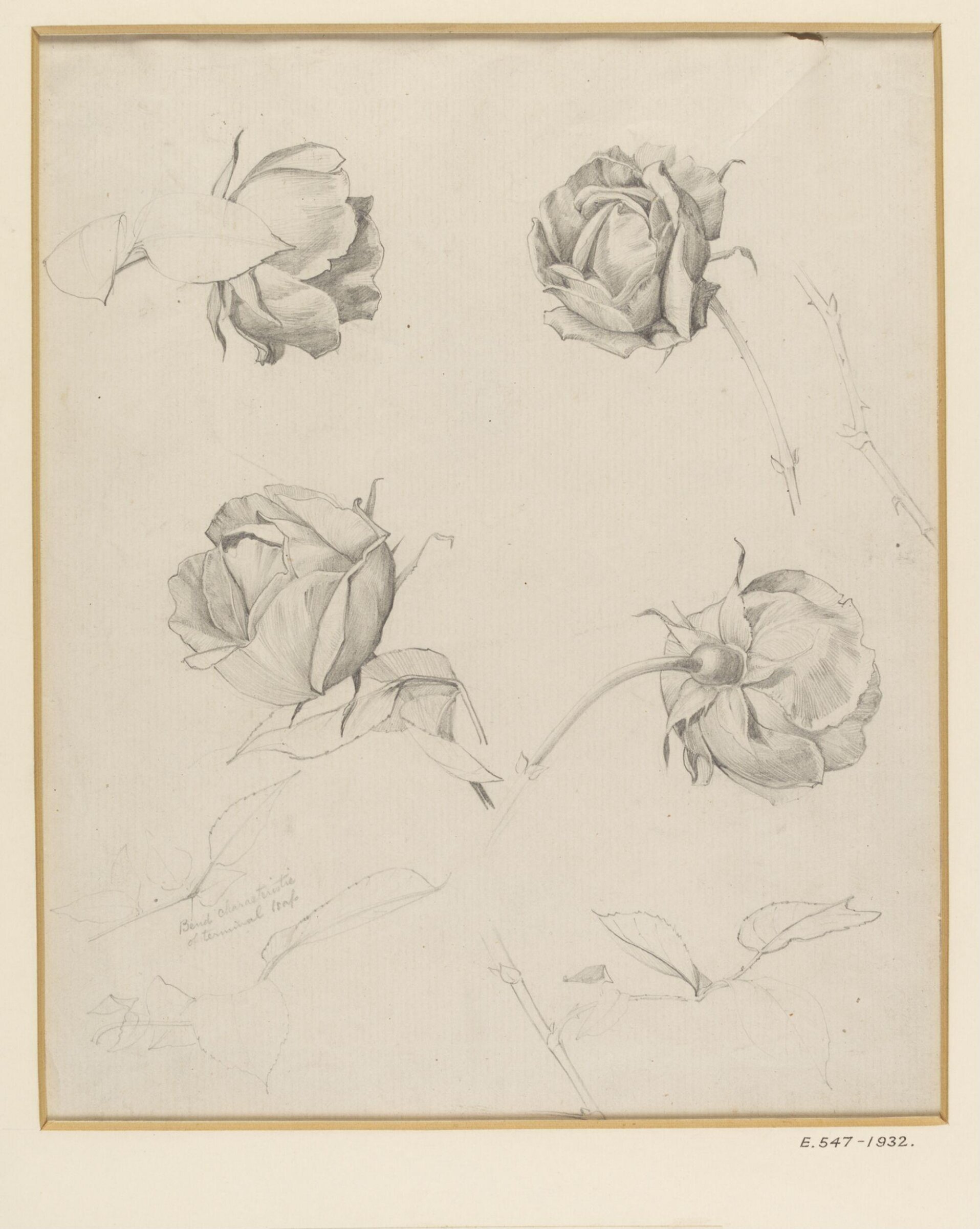 Studies of roses, stems and leaves, Herbert Cole, ca. 1890-1929