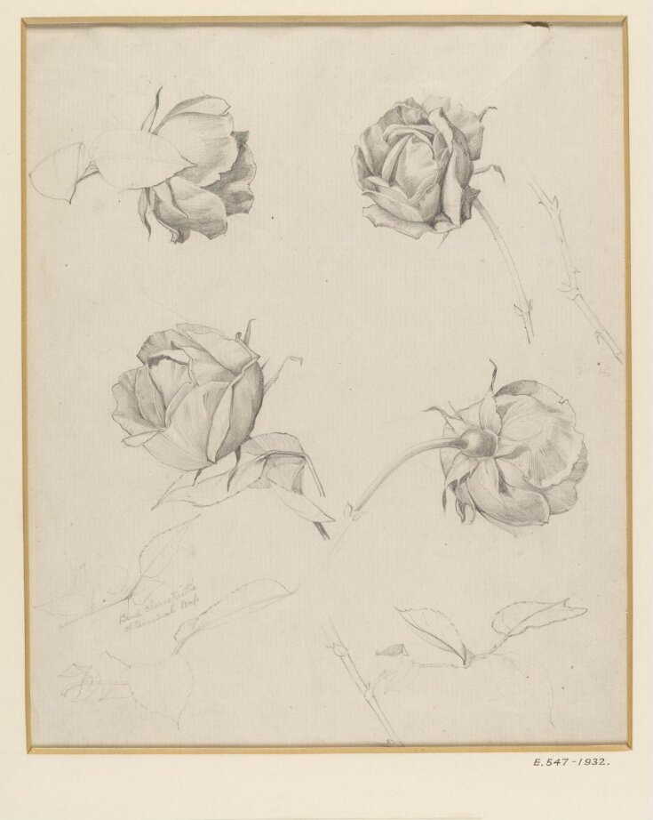 Studies of roses, stems and leaves top image