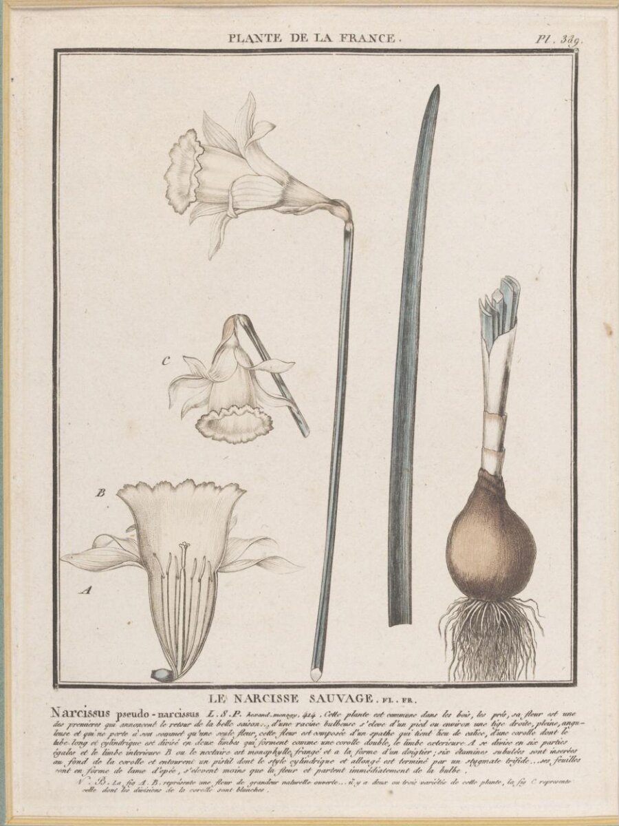 Engraving, Bulliard, Pierre · 1789 · Paris