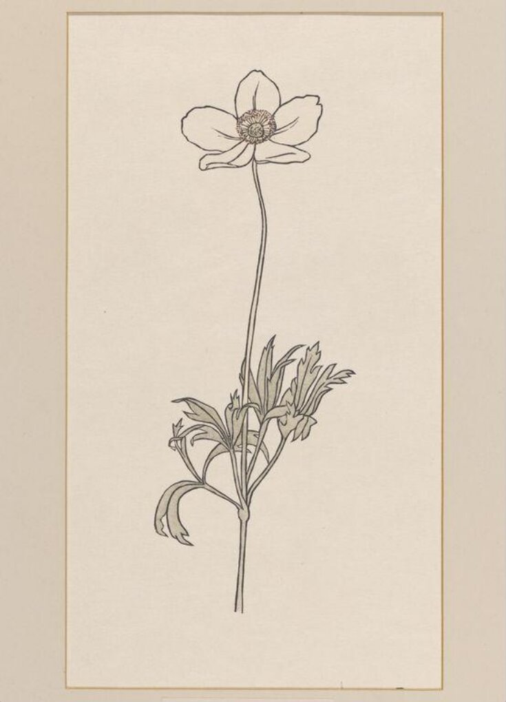 Das Blumenbuch top image