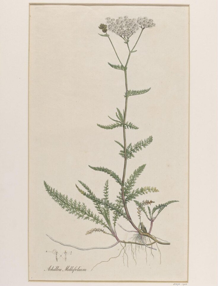 Achillea Millefolium (Common Yarrow, or Milfoil) top image