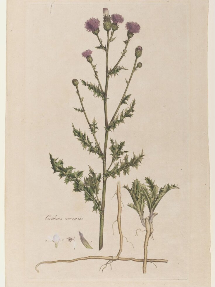 Carduus Arvensis (Cursed Thistle) top image