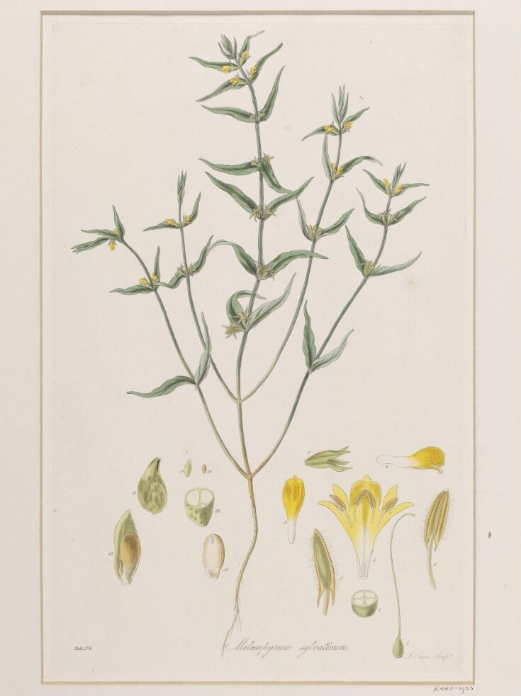 Melampyrum sylvaticum (small-flowered cow-wheat) top image