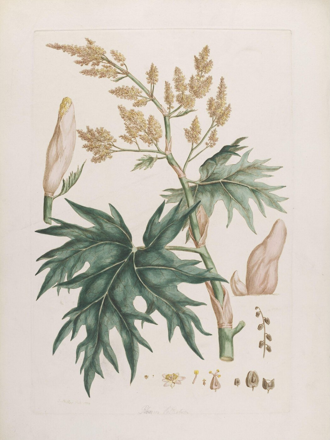 John Miller, Print