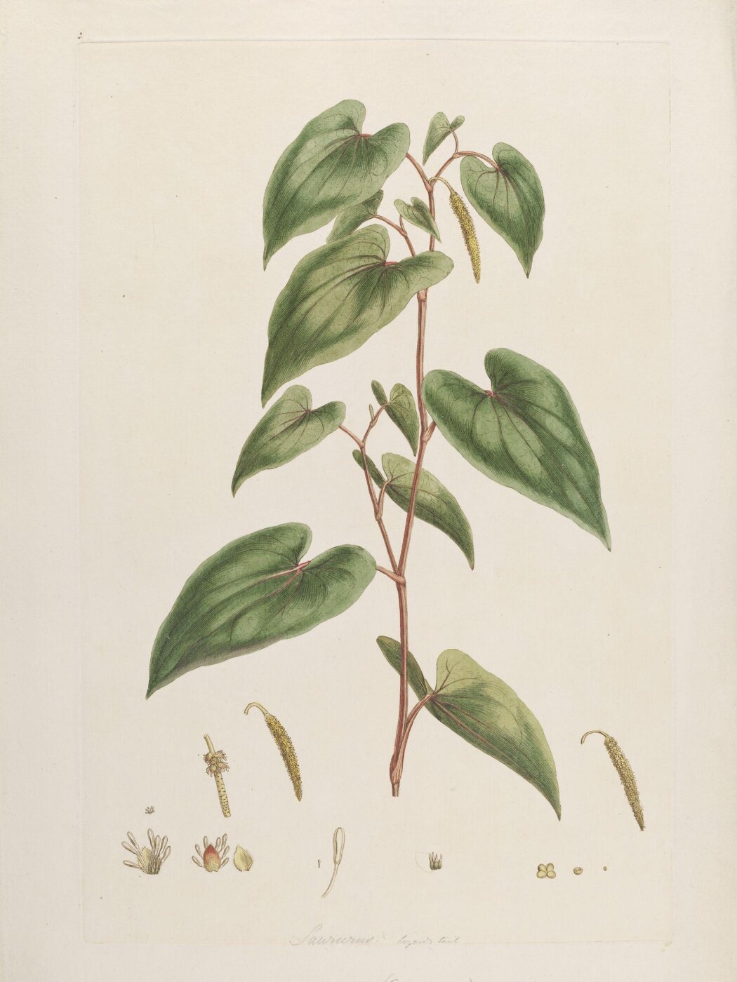 John Miller, Print
