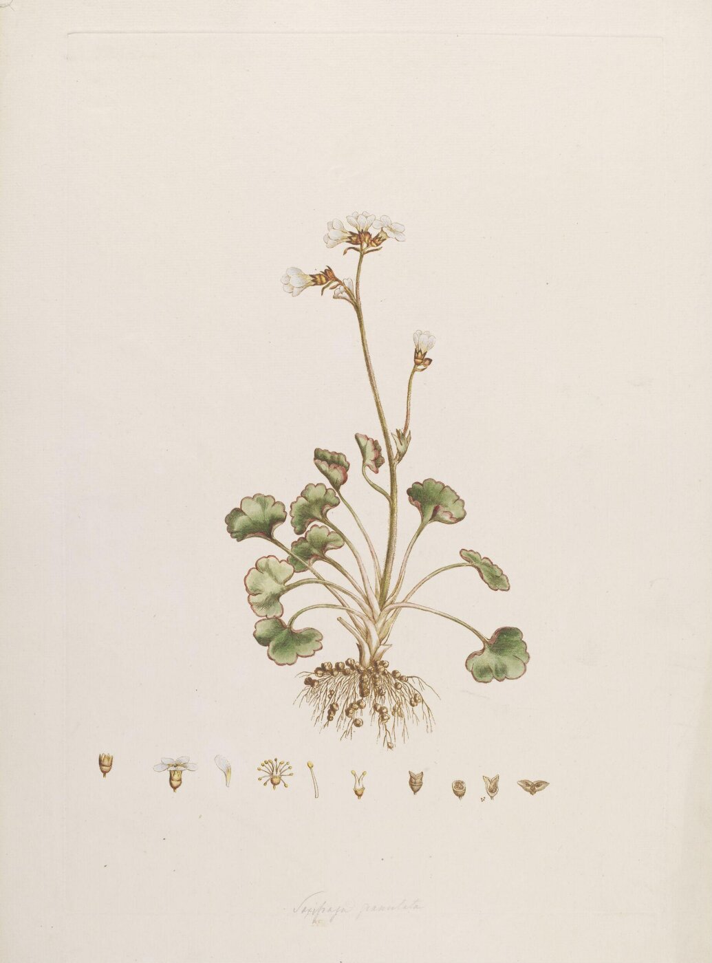 John Miller, Print