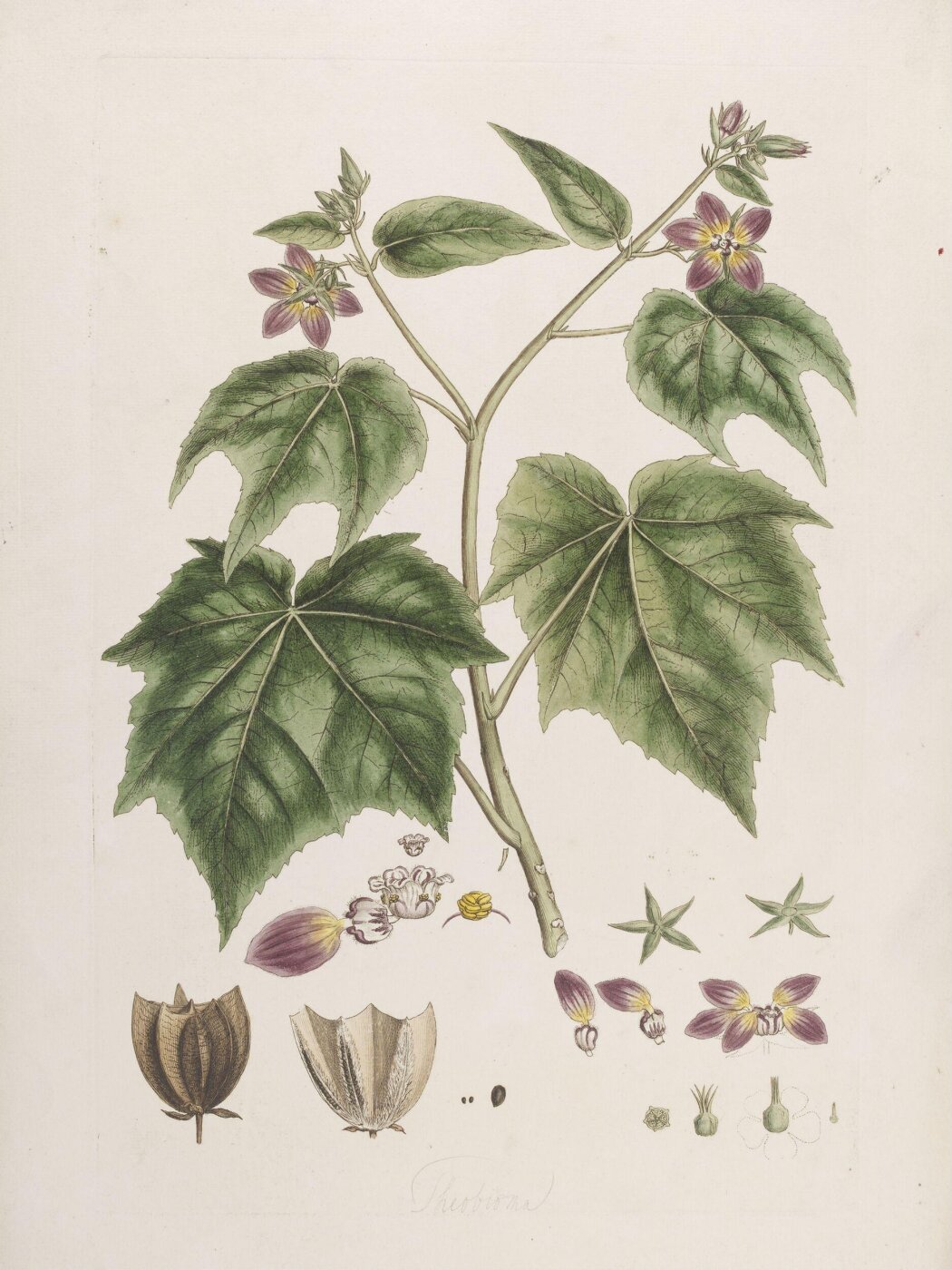 John Miller, Print