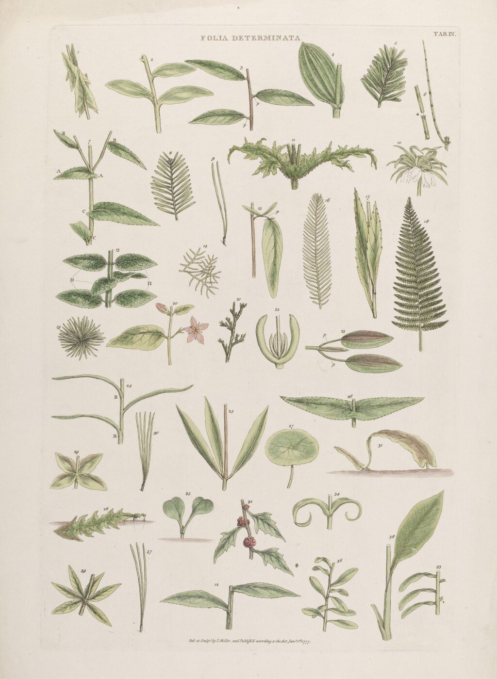 John Miller, Folia Determinata