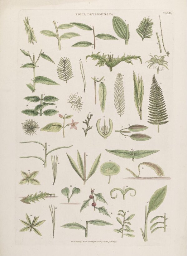 Print John Miller V&A Explore The Collections