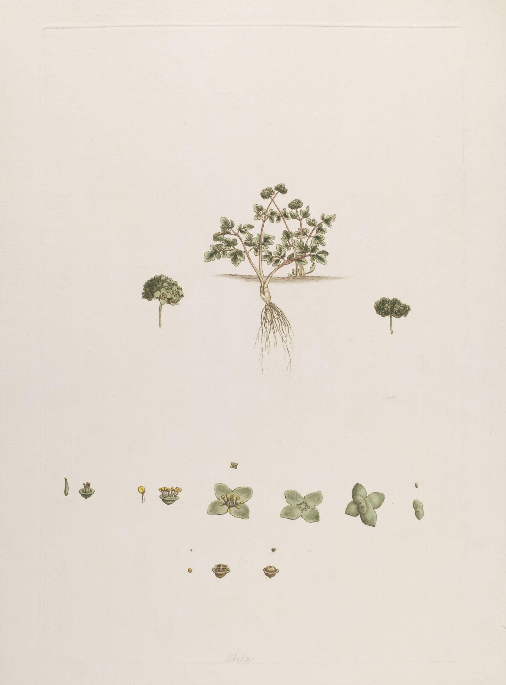 John Miller, Print