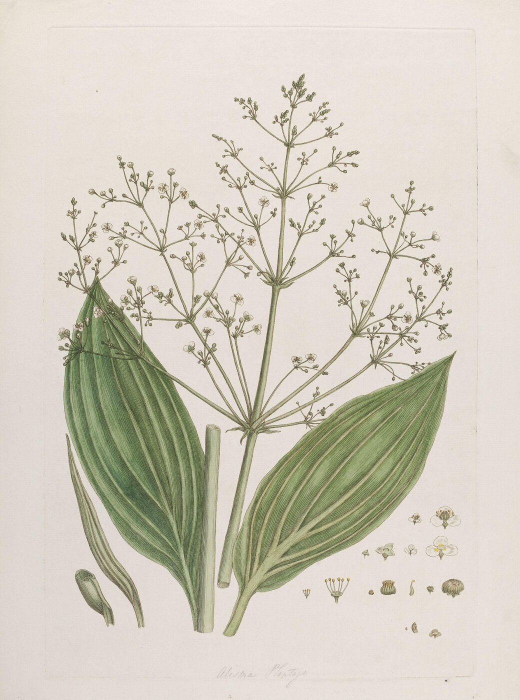 John Miller, Print