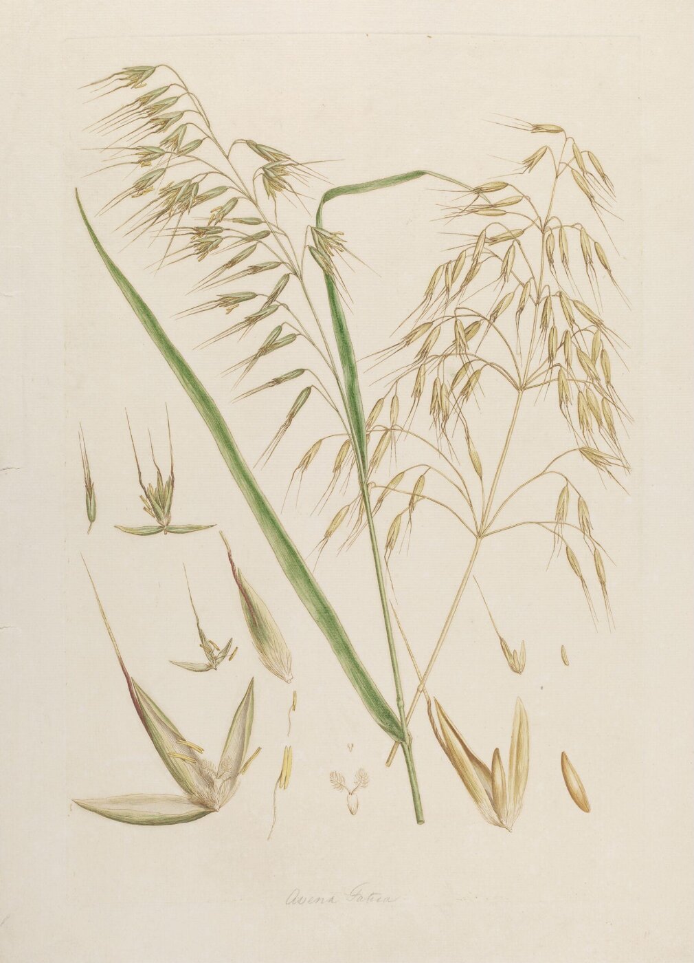 John Miller, Print