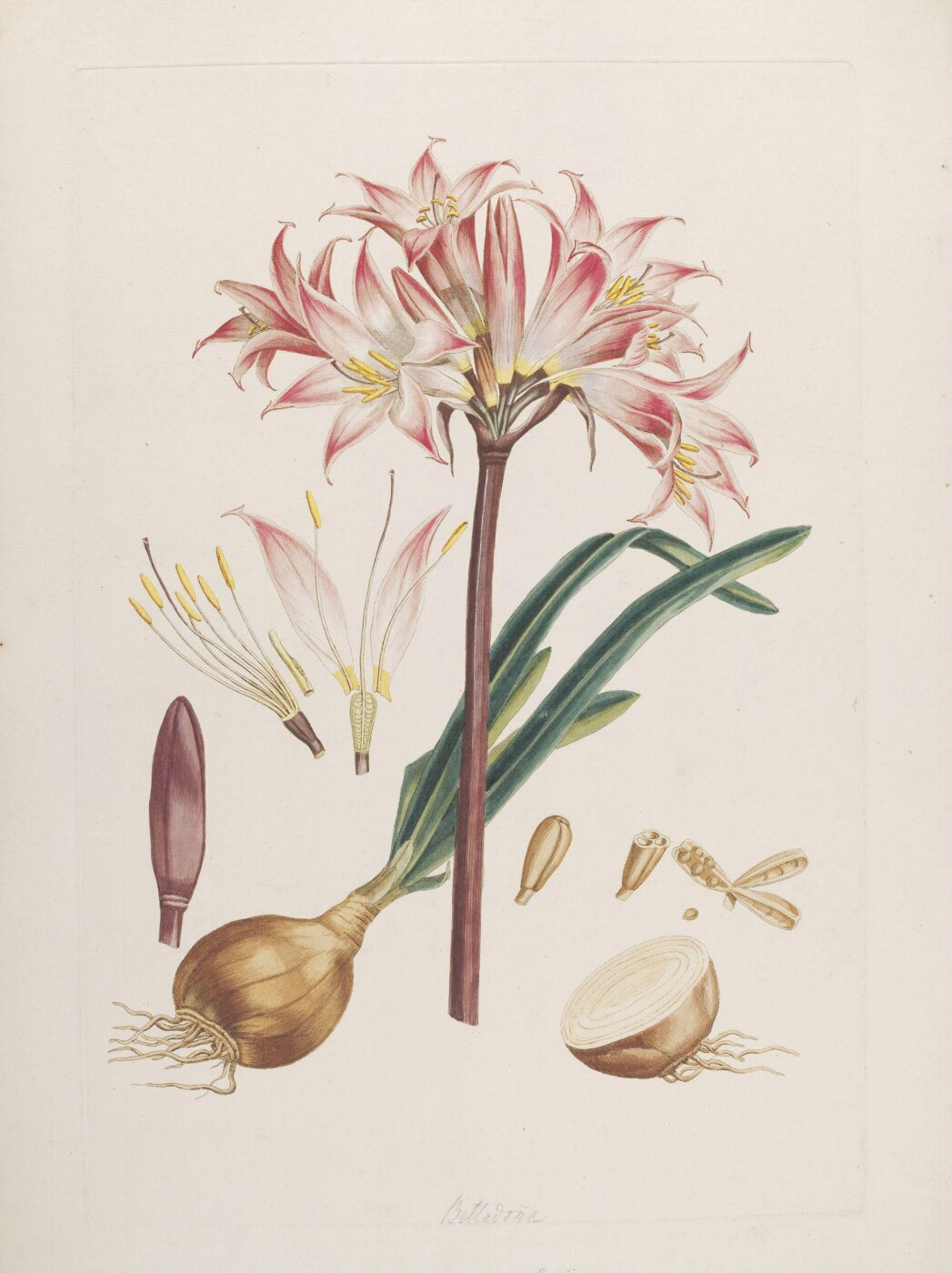 John Miller, Print
