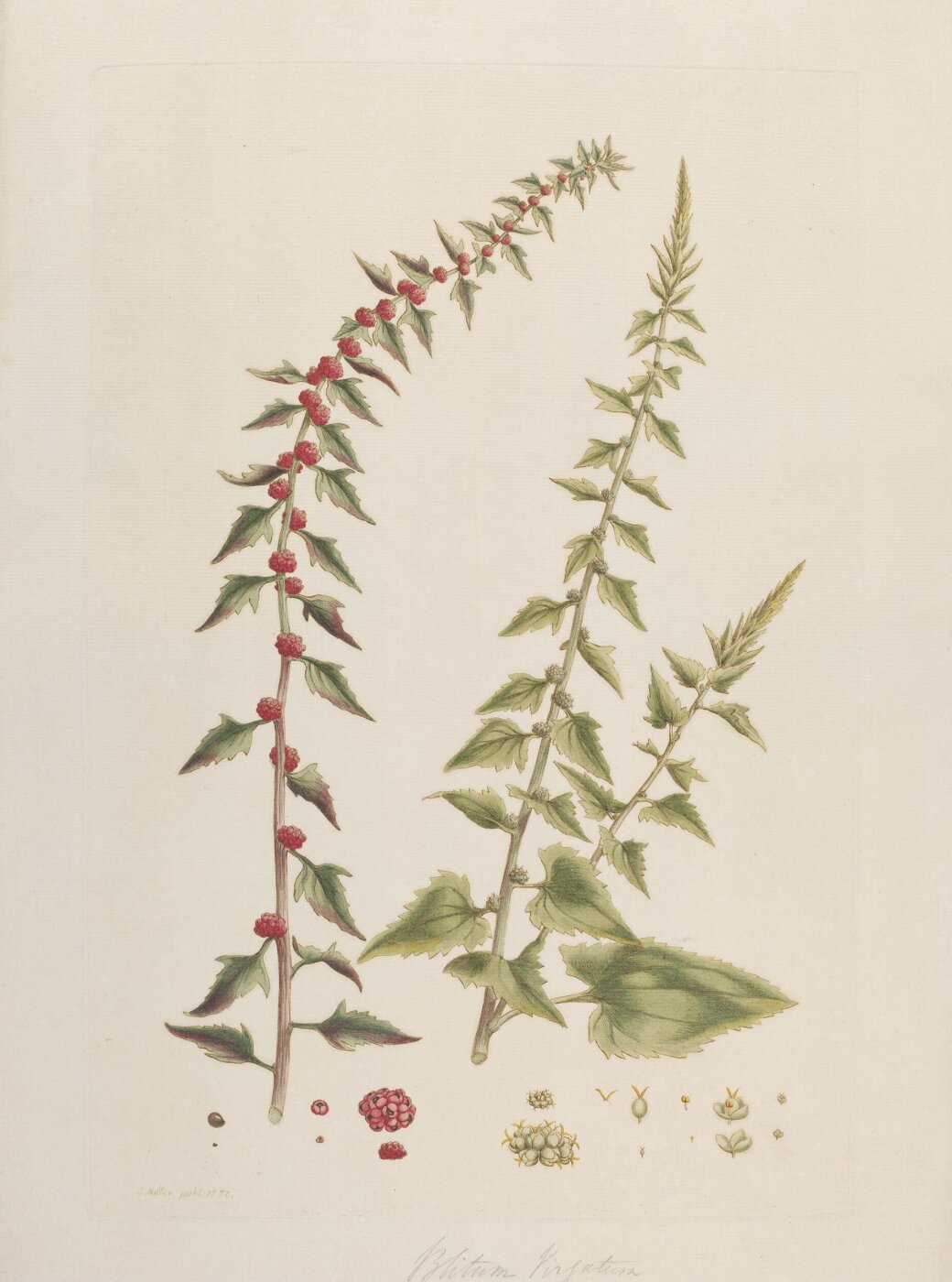 John Miller, Print